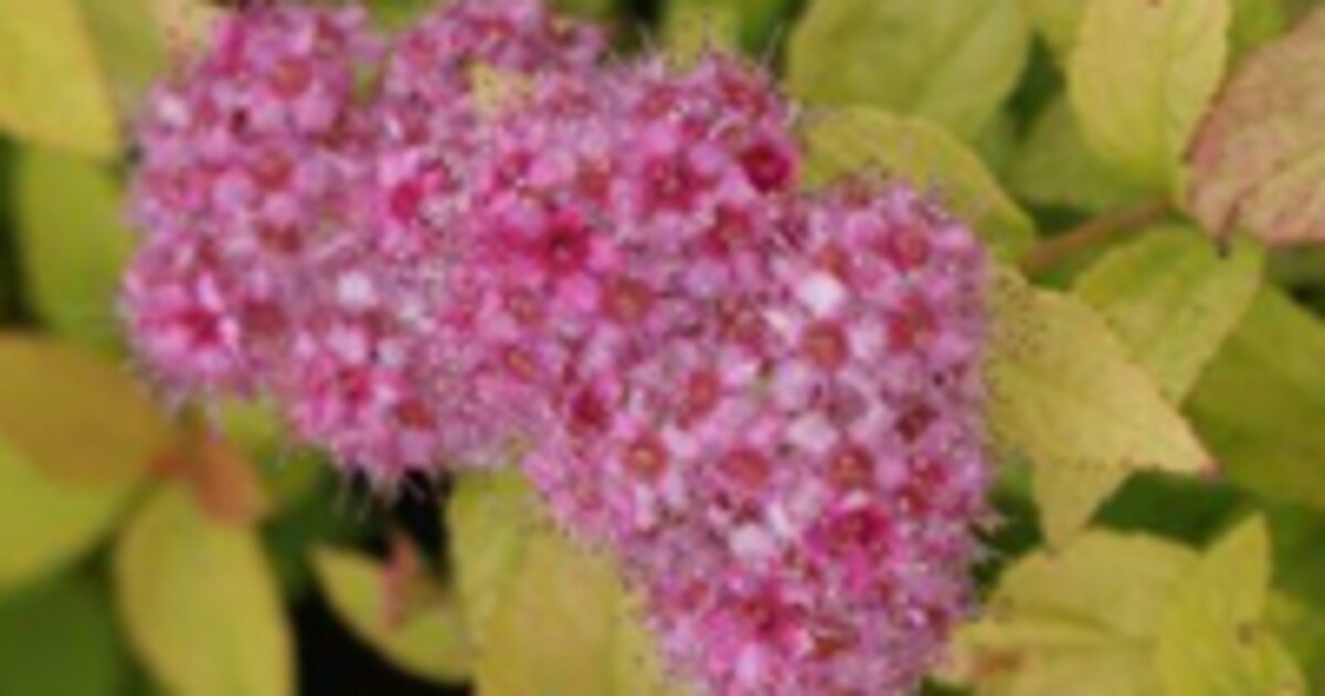 Spiraea Japonica Golden Princess Spierstruik Vtwonen