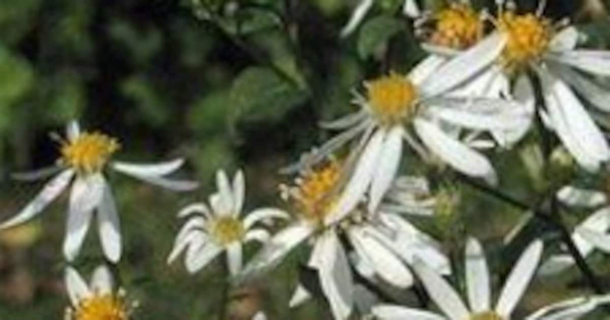 Aster Cordifolius Silver Spray Sluieraster Vtwonen