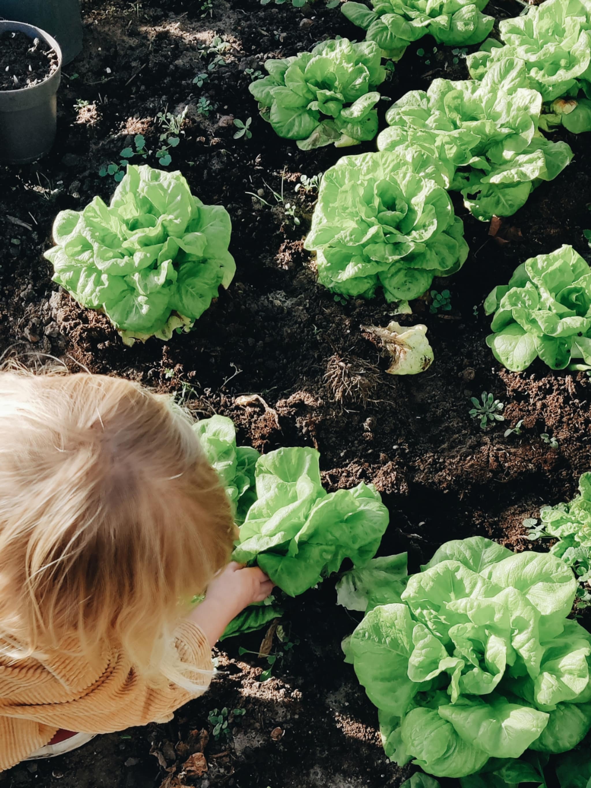 Moestuinieren Voor Beginners In 7 Stappen Vtwonen