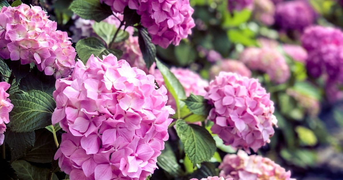 Hortensia Planten Hoe En Wanneer Vtwonen