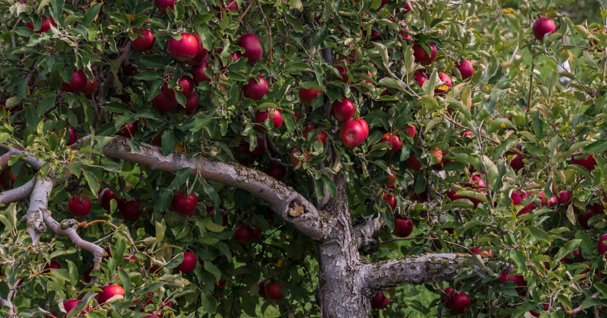 Wanneer Hoe En Waarom Moet Je Een Appelboom Snoeien