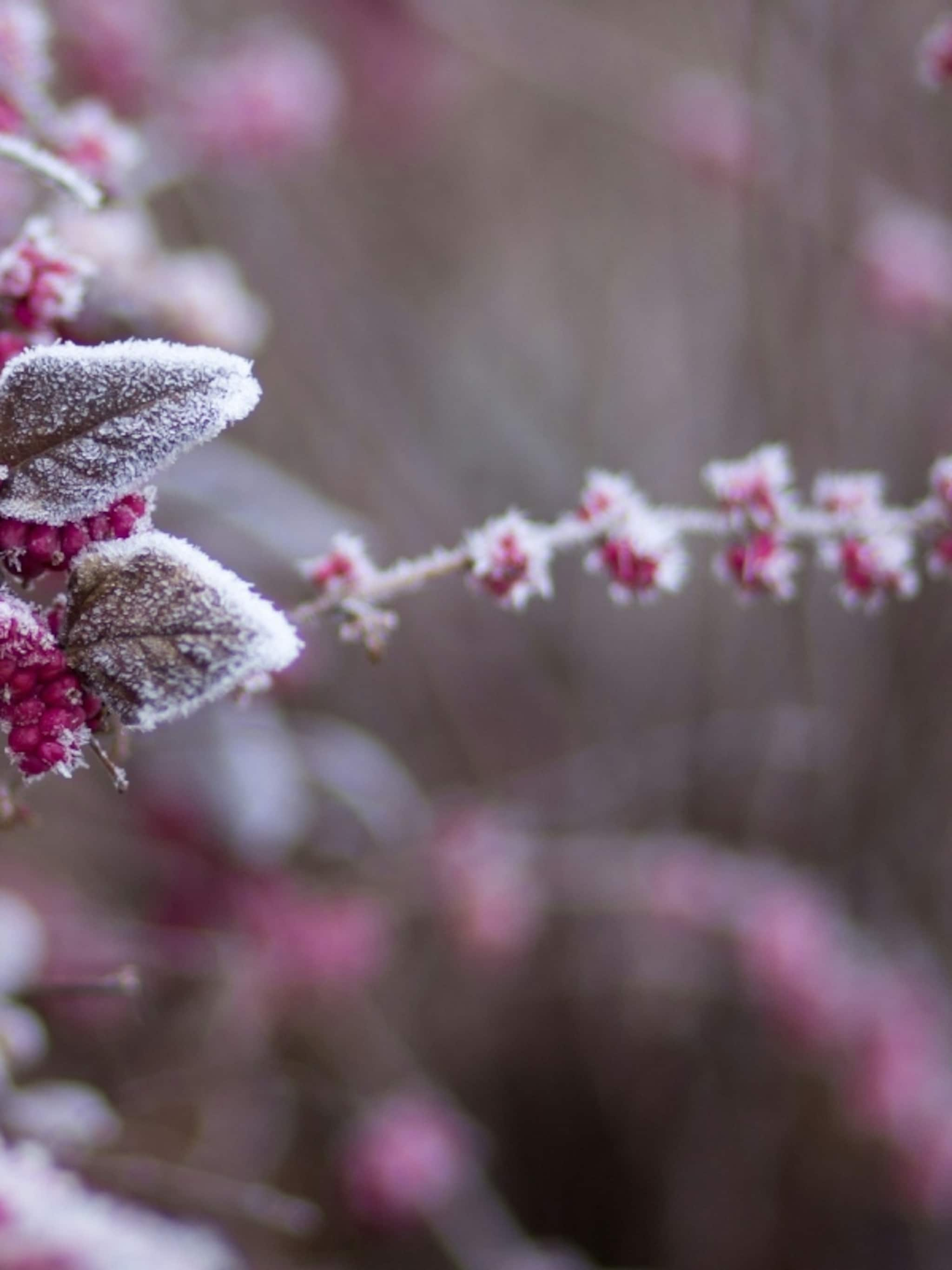 Lavendel Snoeien Hoe Welk Deel En Wanneer Vtwonen