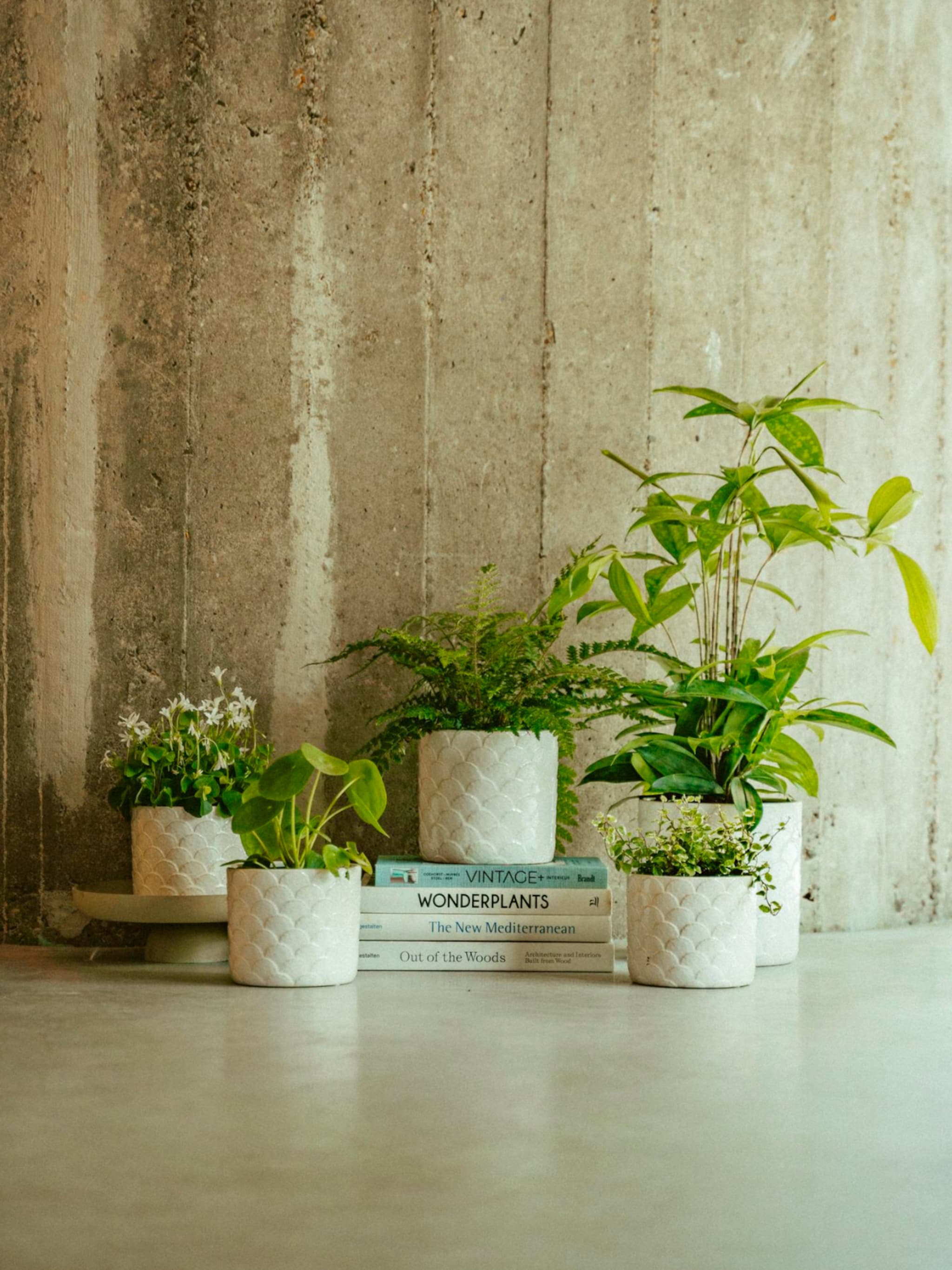 de nieuwe vtwonen pot en plant collectie bij albert heijn brengt sfeer in je huis