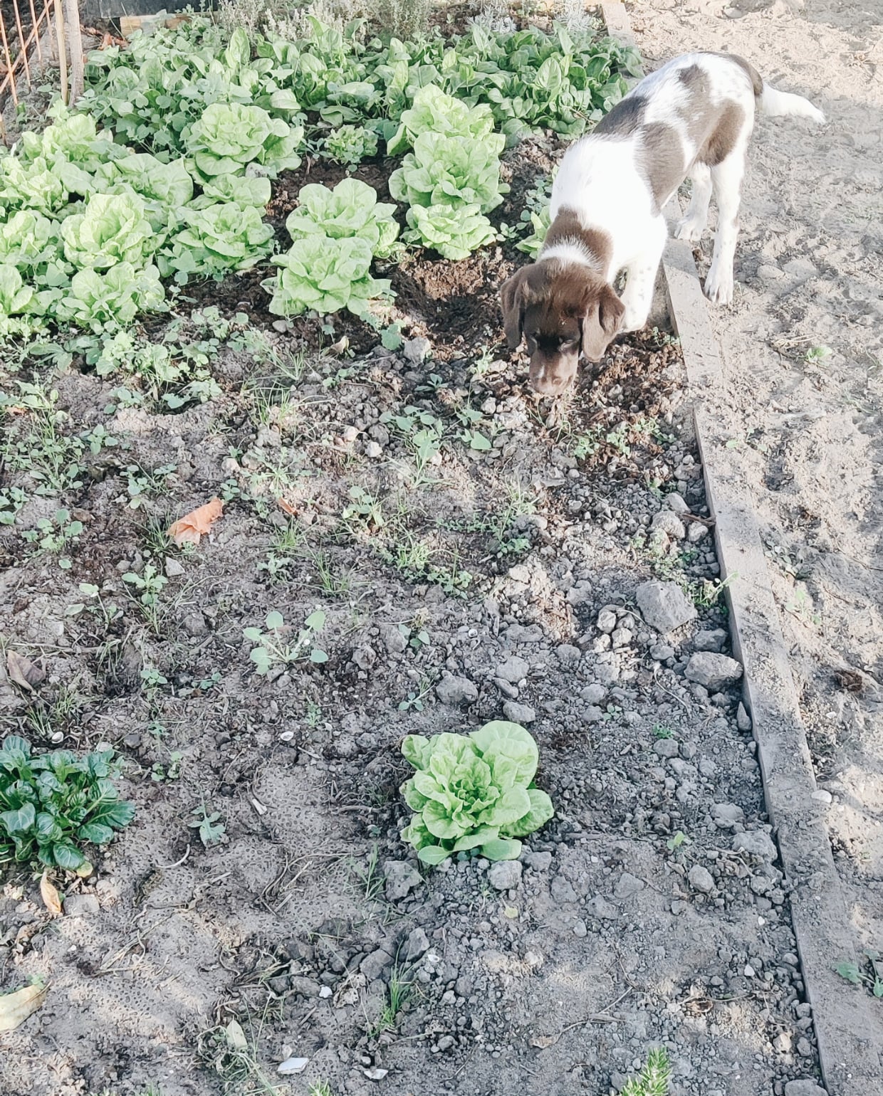 Hond bij de moestuin van vtwonen-tuinduo Vivian Hoebe en Mark Mulder. Vivian Hoebe en Mark Mulder