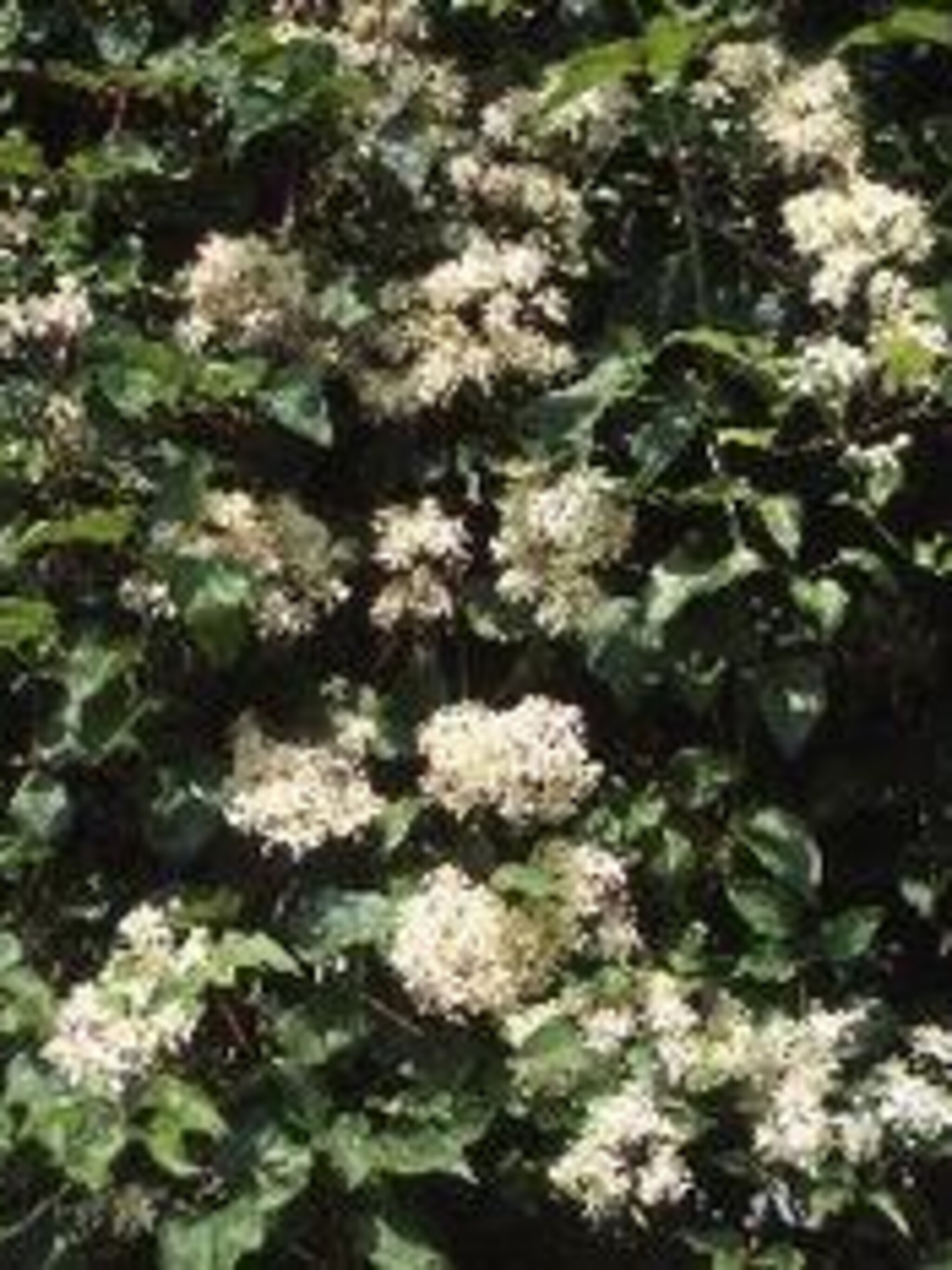 clematis vitalba