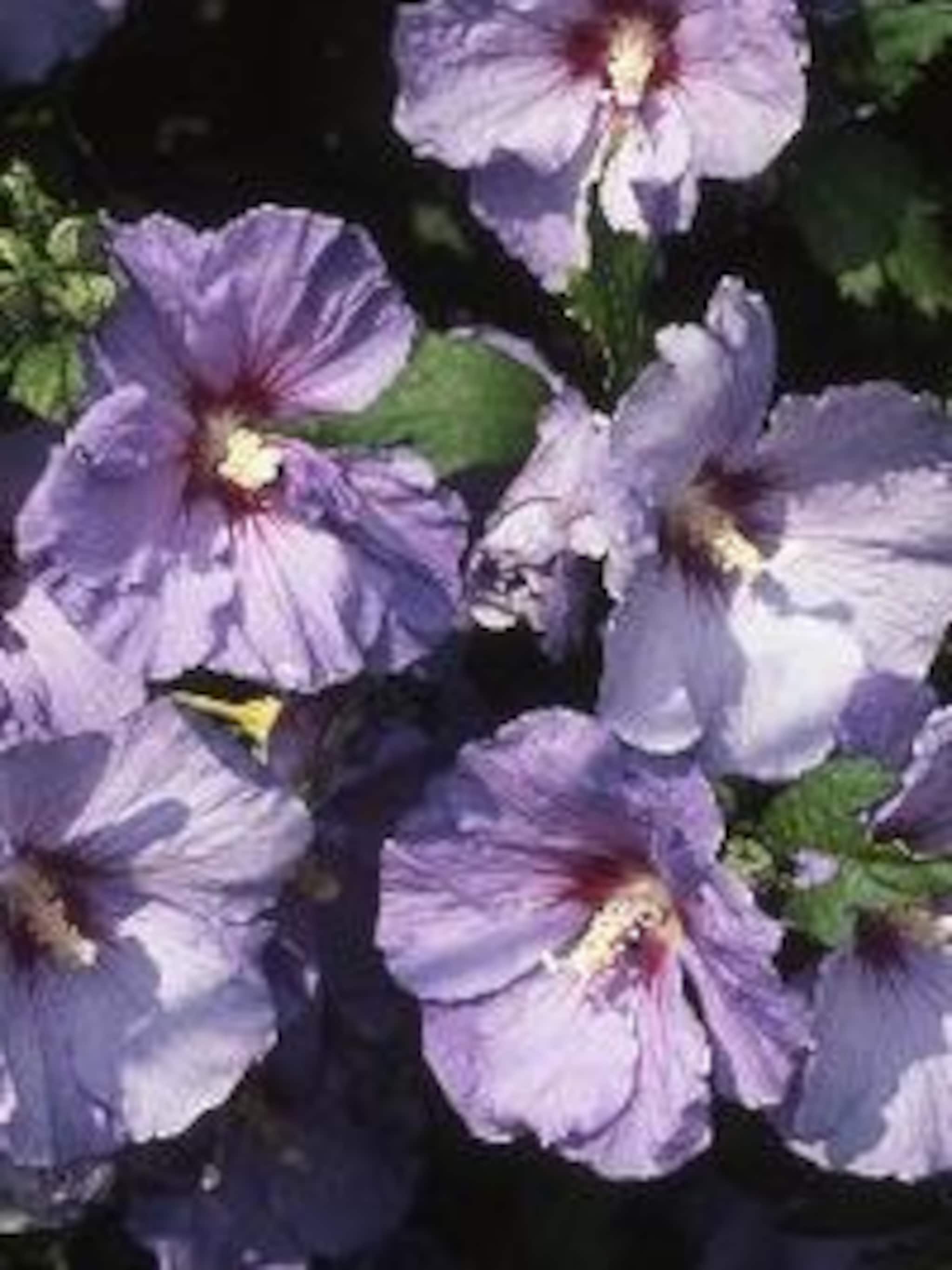 hibiscus oiseau bleu