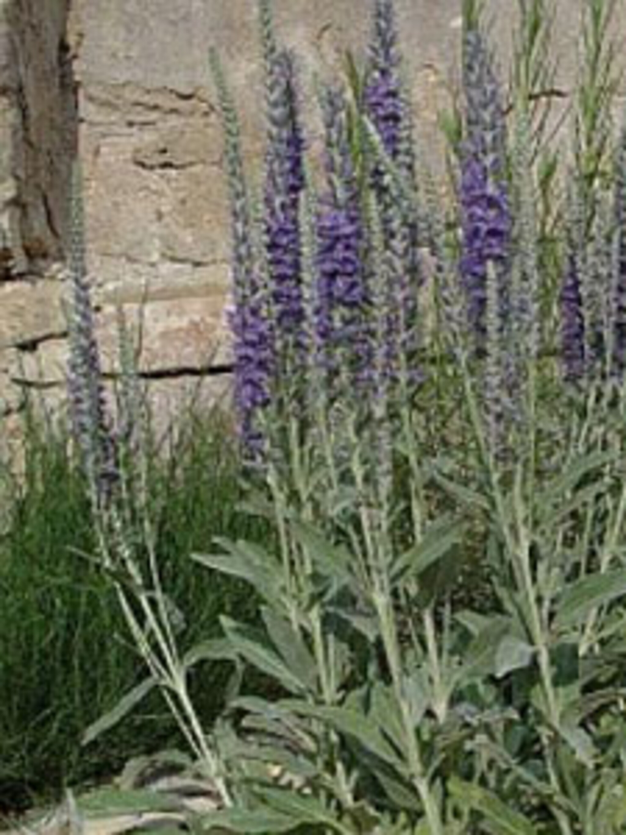 aarereprijs veronica subspecie incana