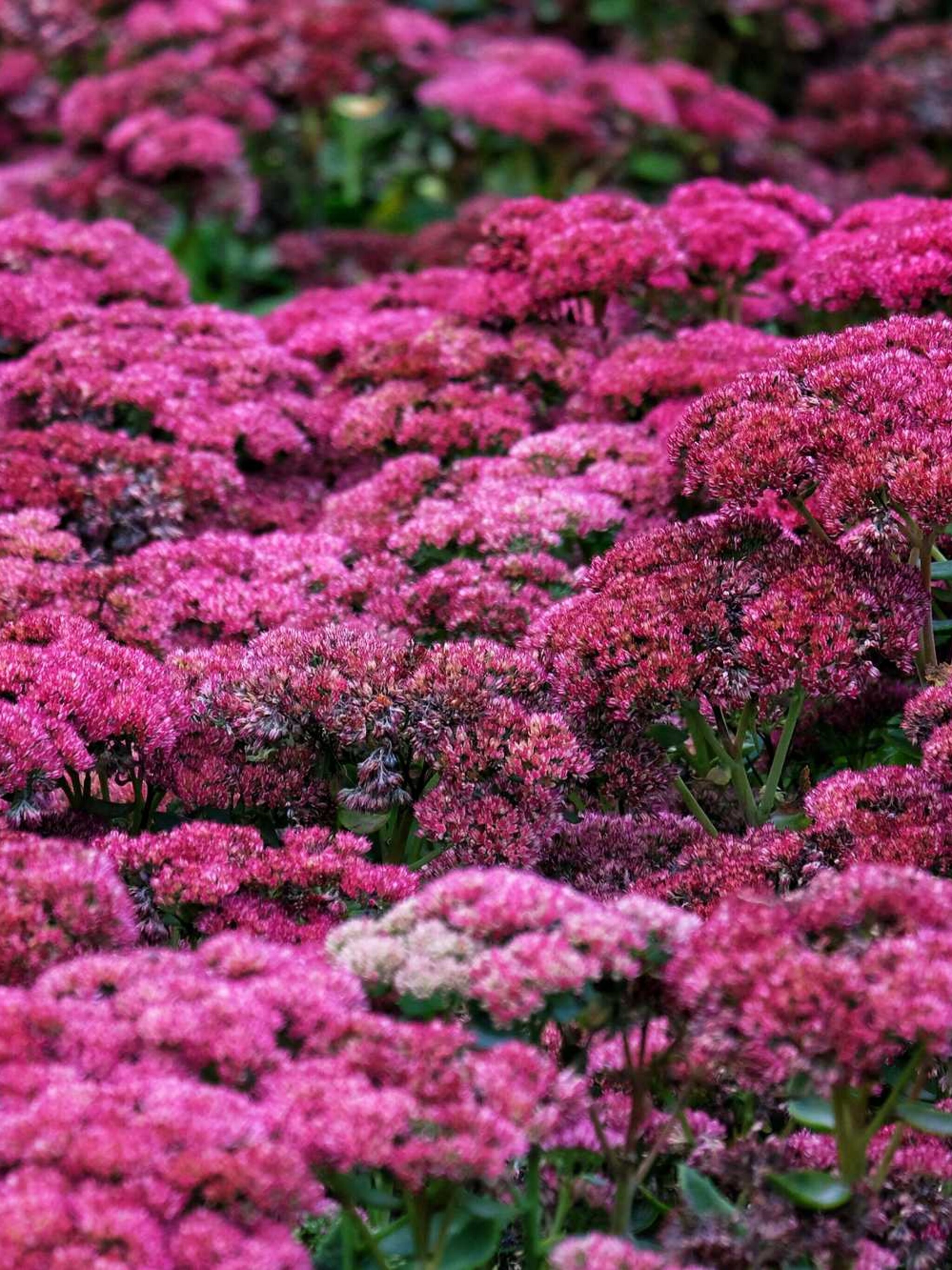 vetkruid septemberglut