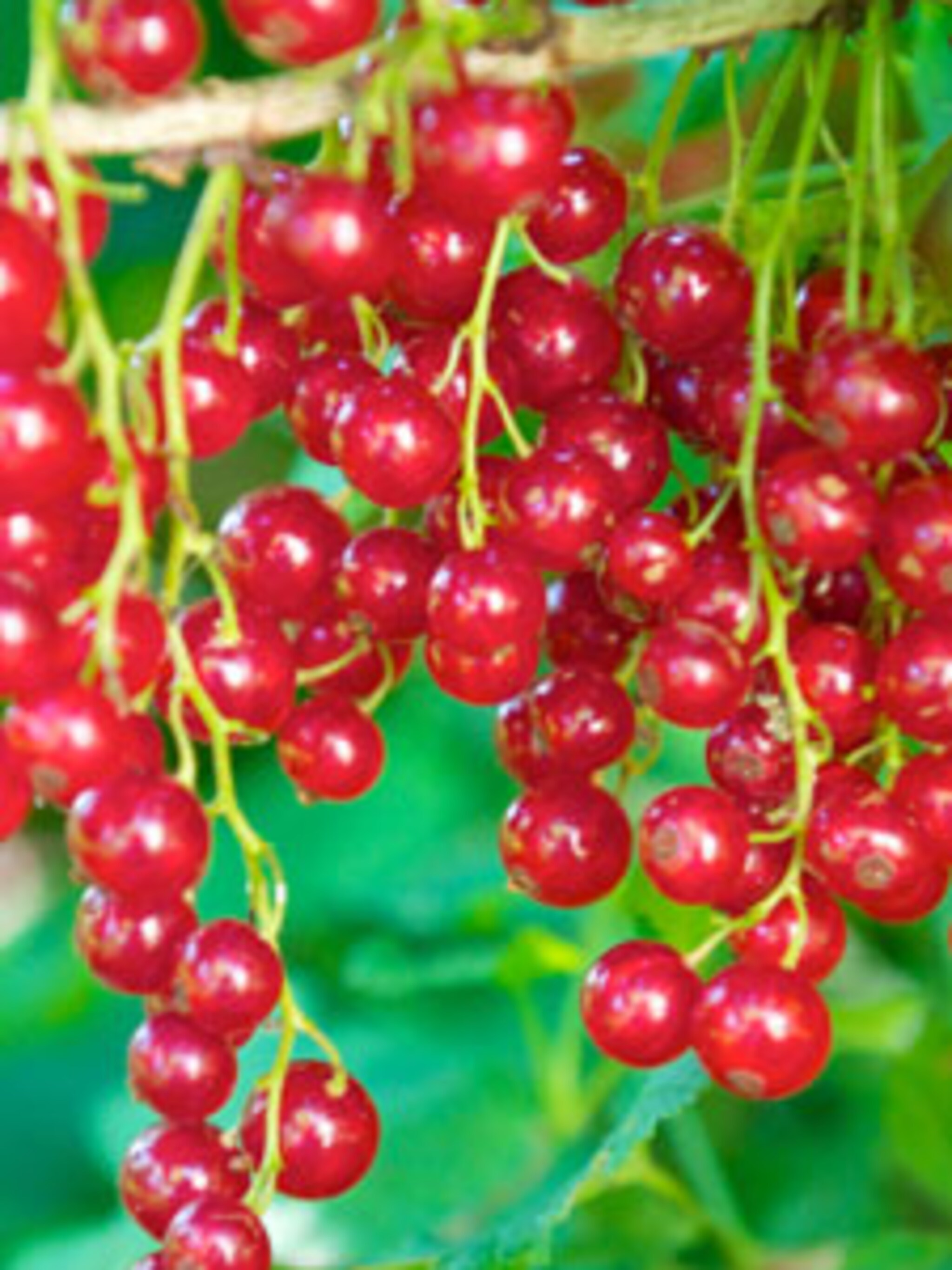 aalbes ribes