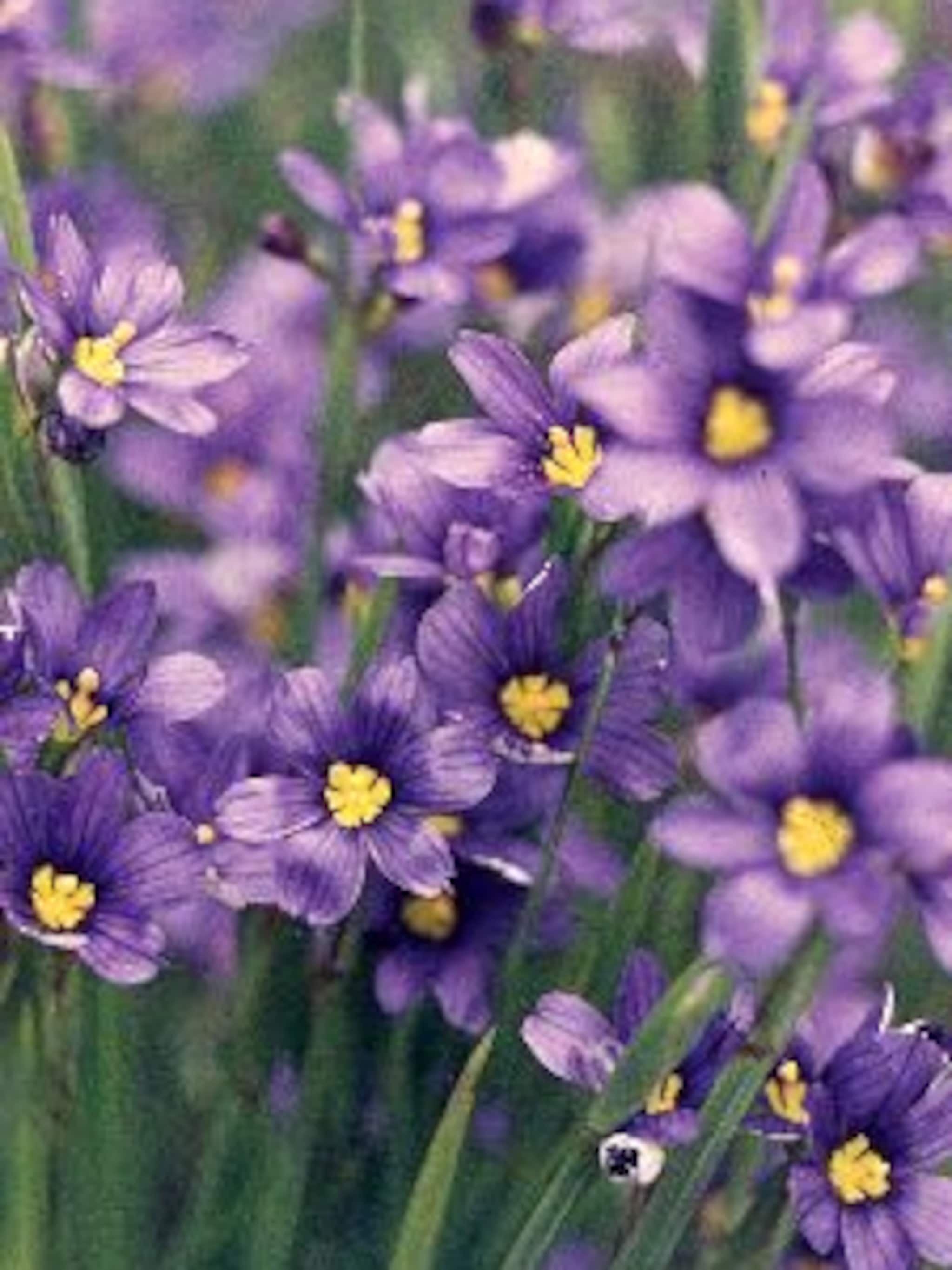 bieslelie sisyrinchium bermudianum
