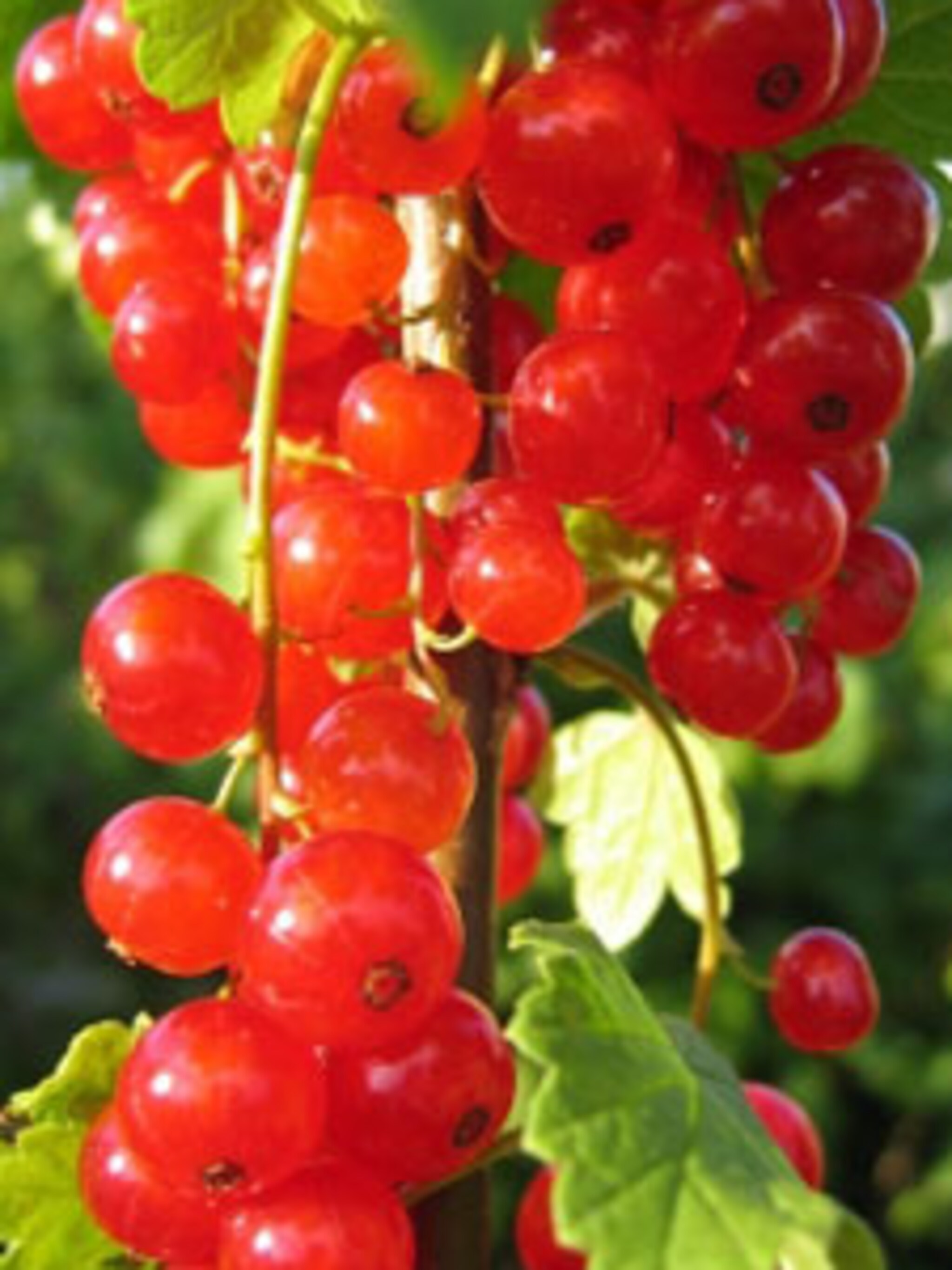 aalbes ribes rote vierlander
