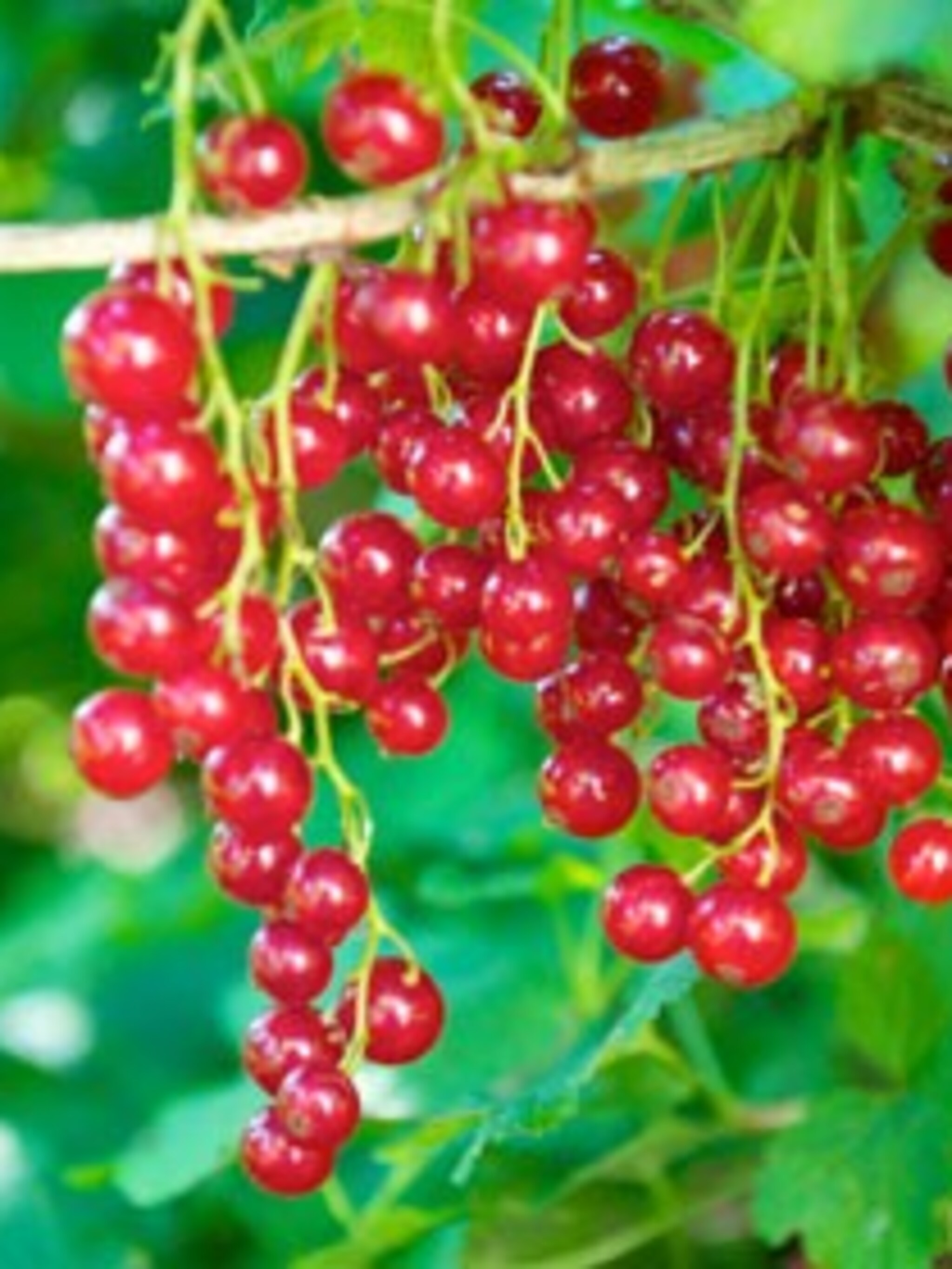 aalbes ribes jonkheer van tets