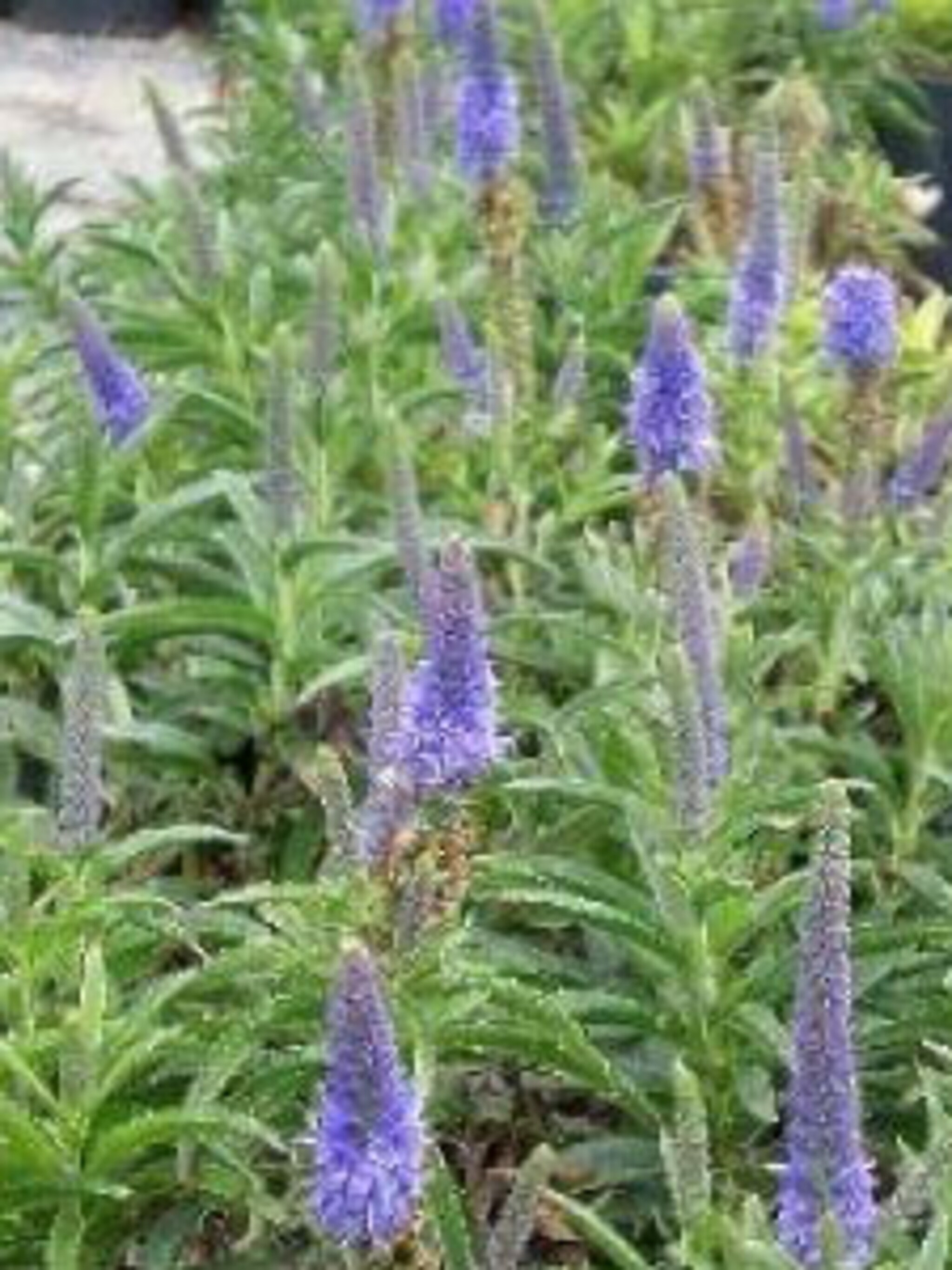 aarereprijs veronica romiley purple