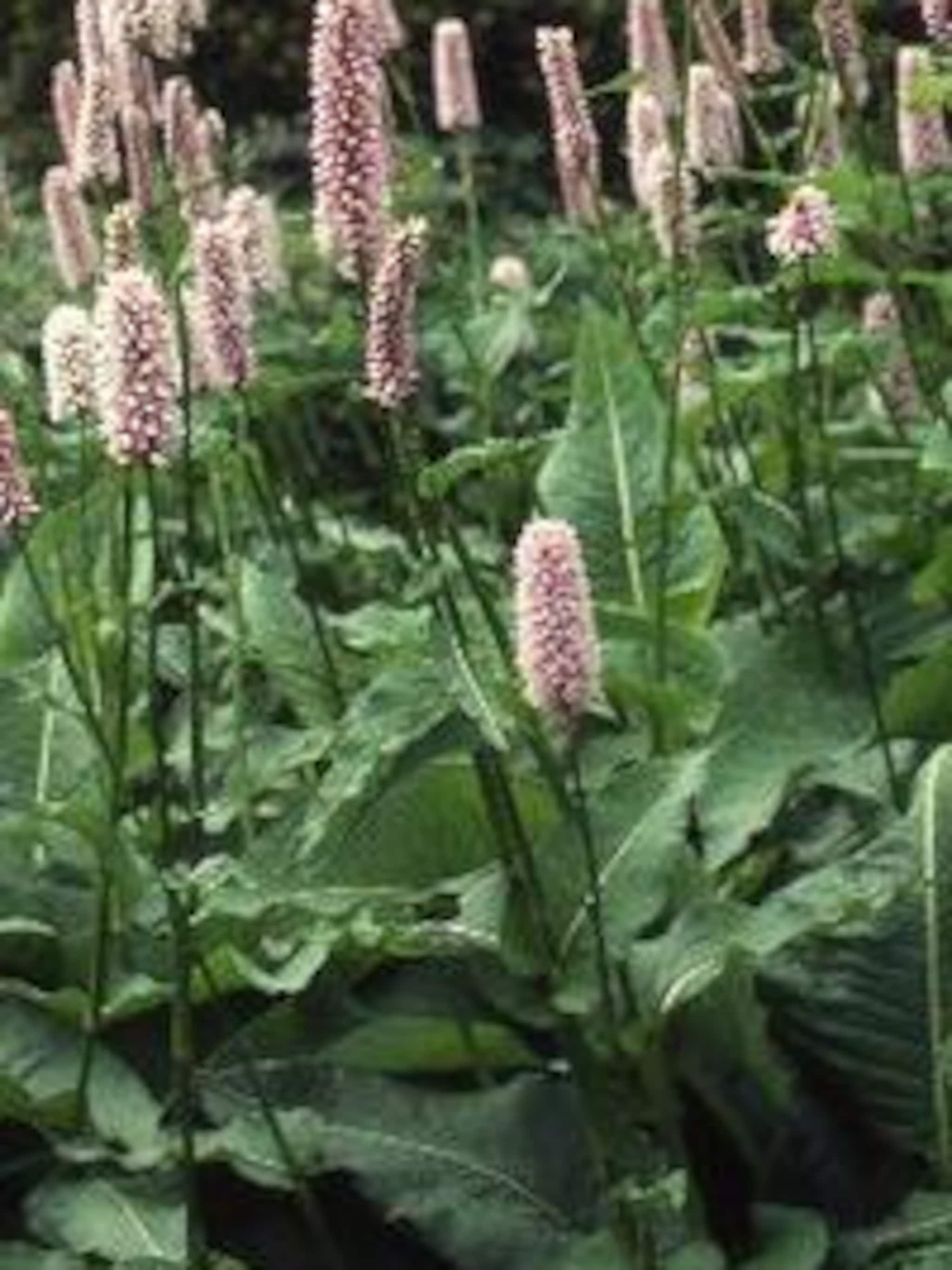 adderwortel persicaria