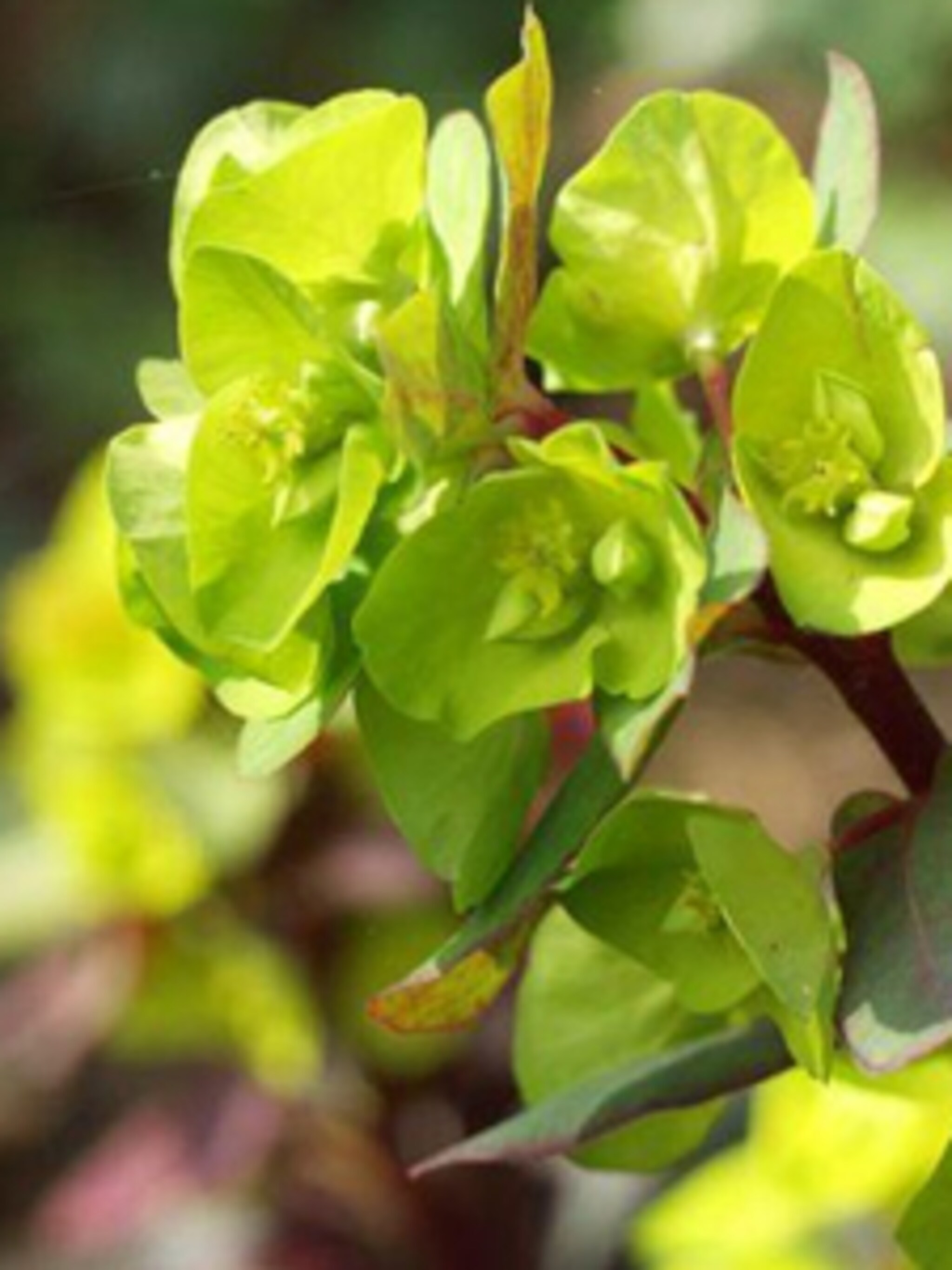amandelwolfsmelk purpurea