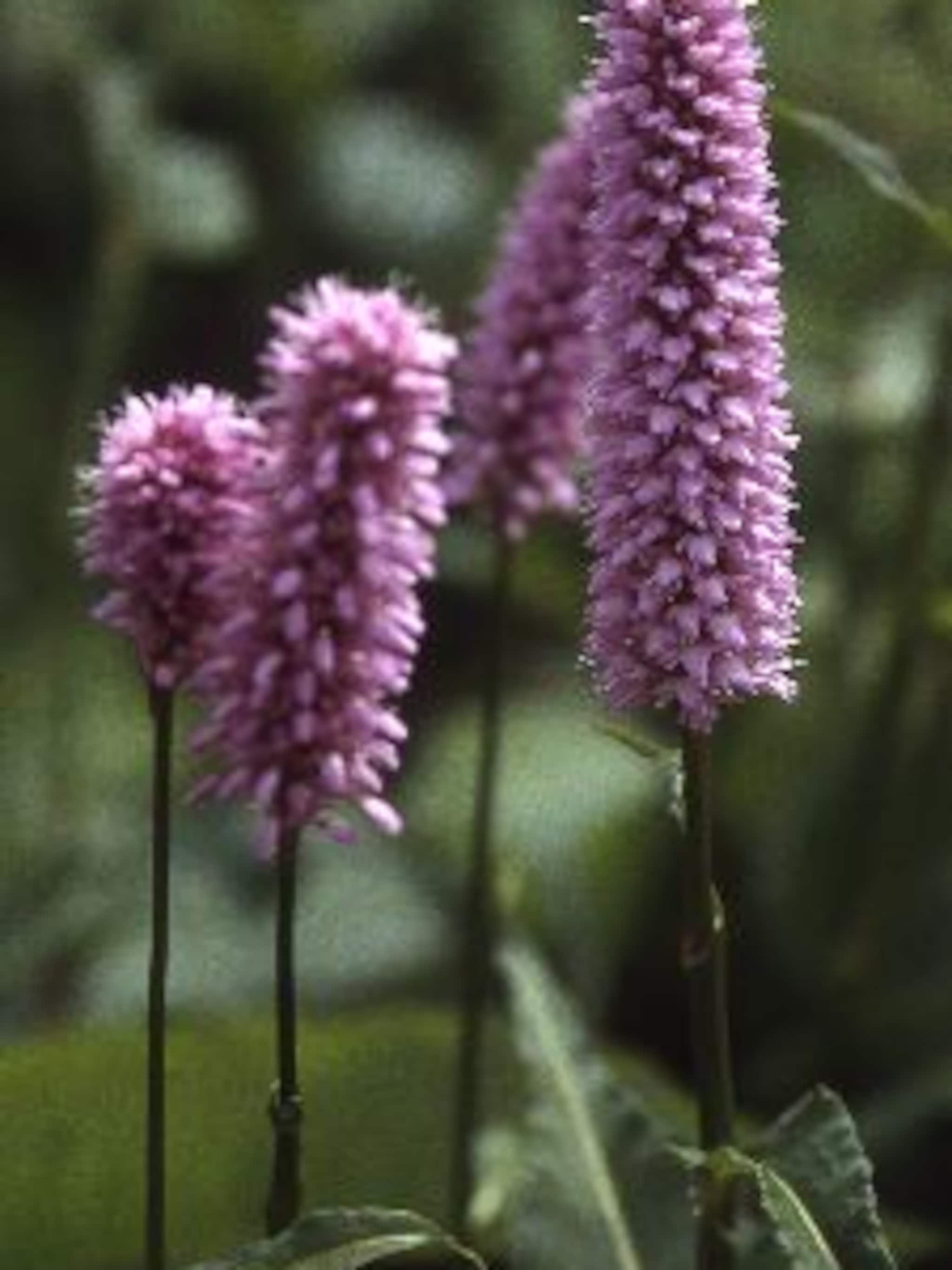 adderwortel persicaria superba