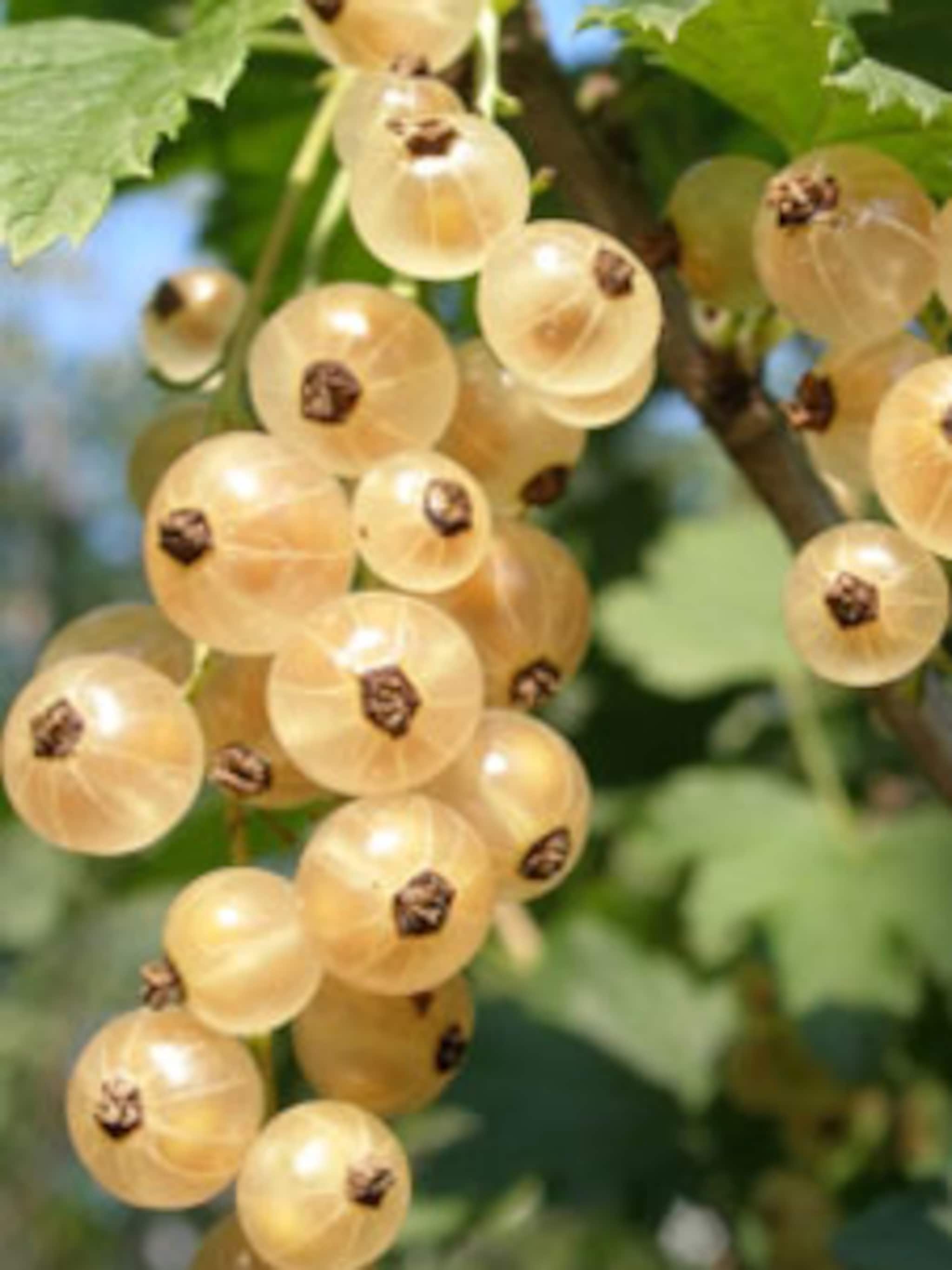 aalbes ribes witte hollander