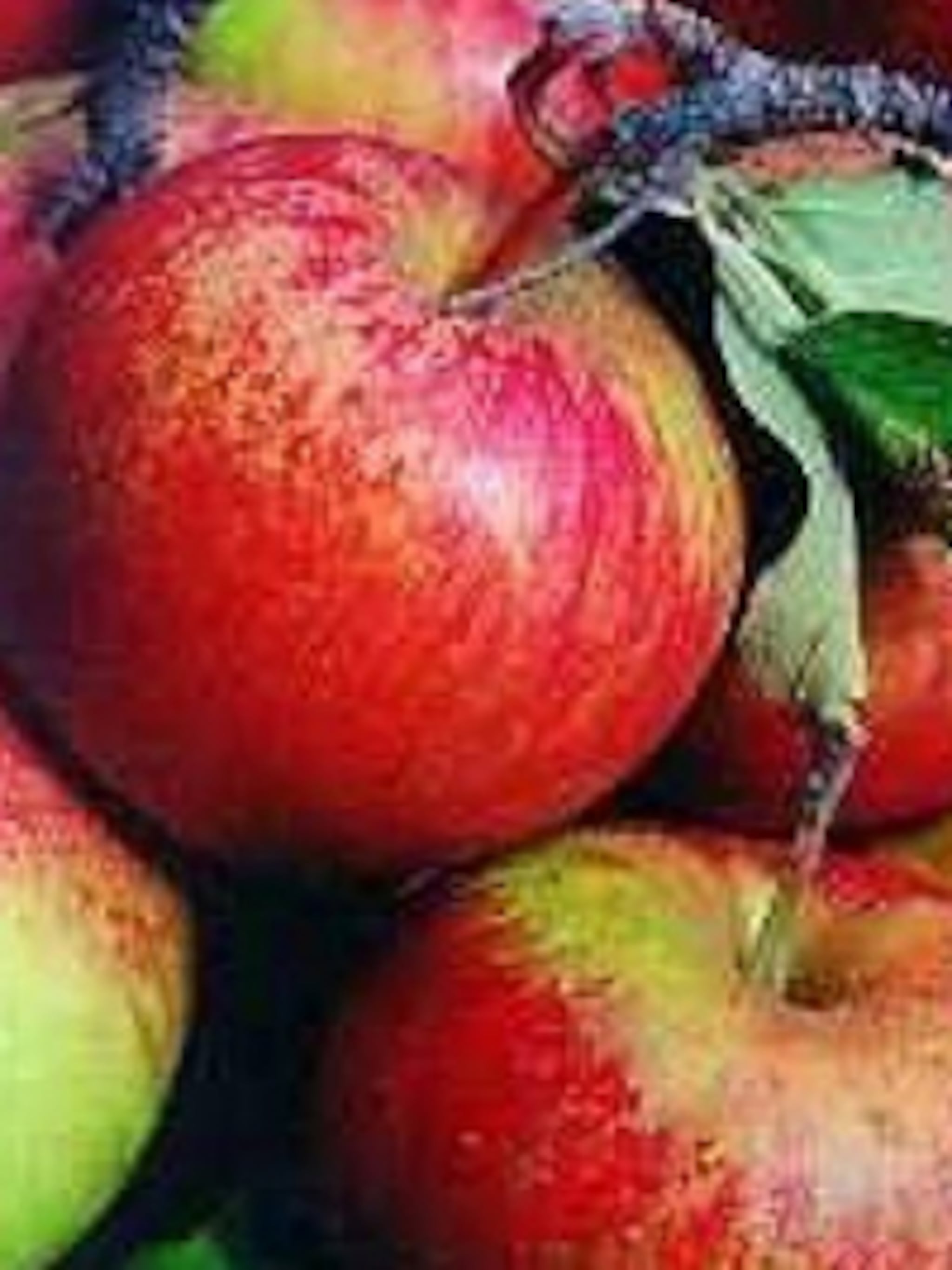 appel coxs orange pippin