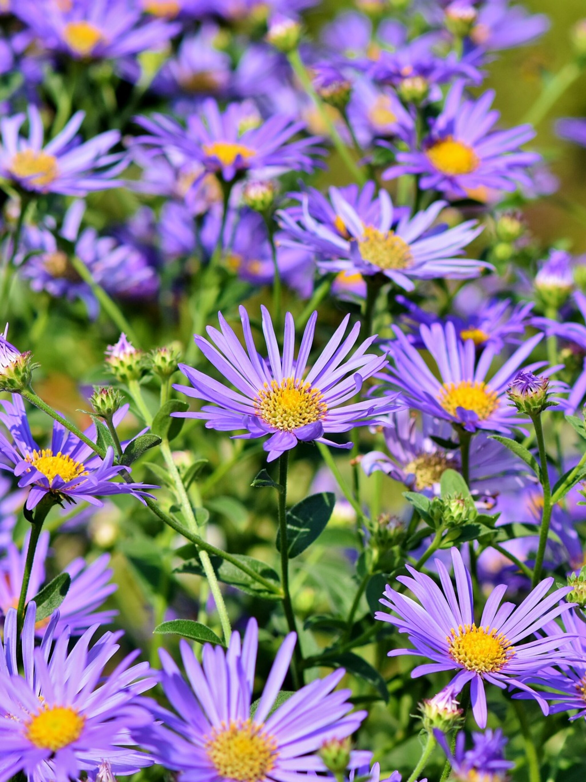 alles over de aster