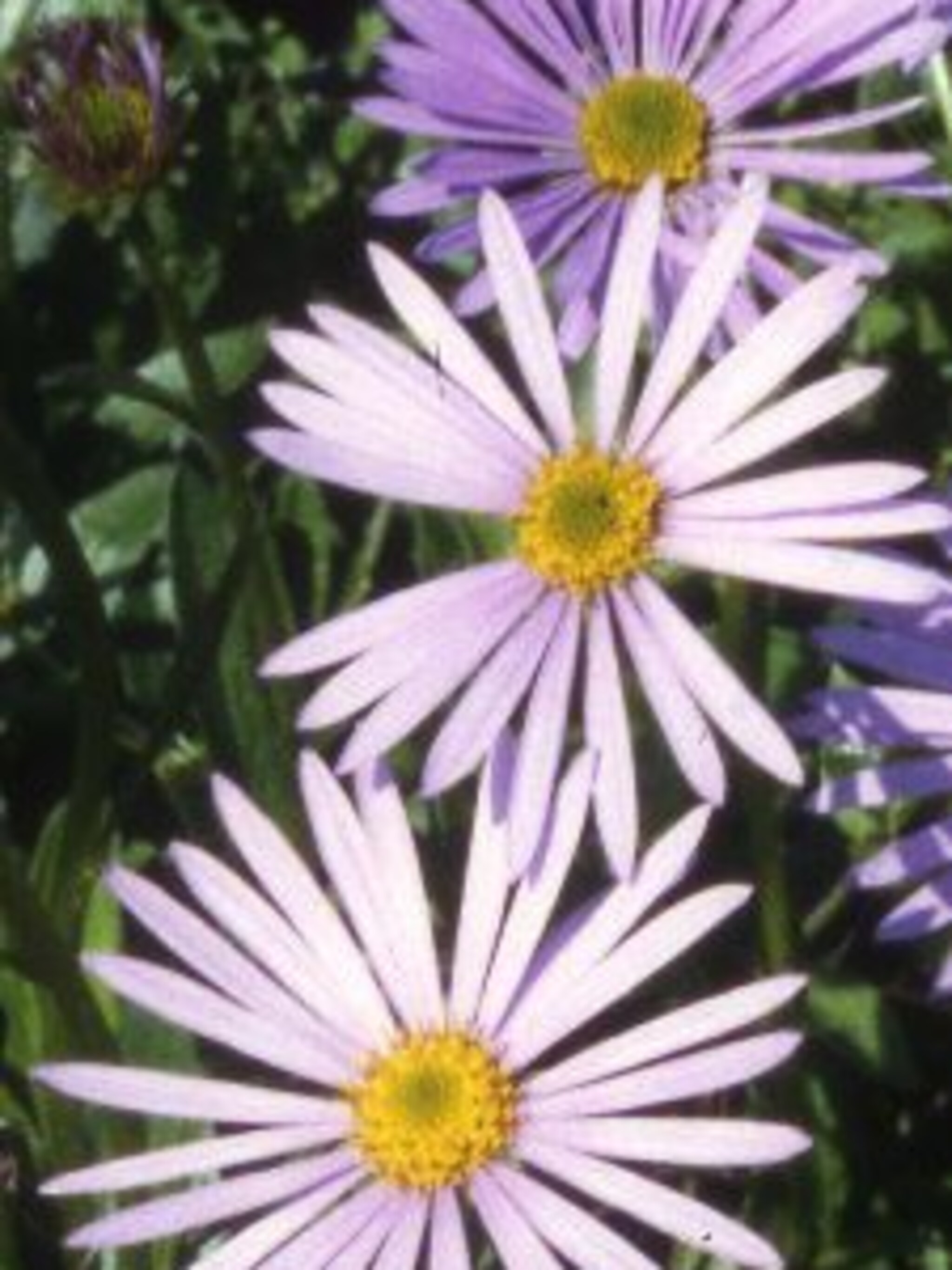 aster tongolensis