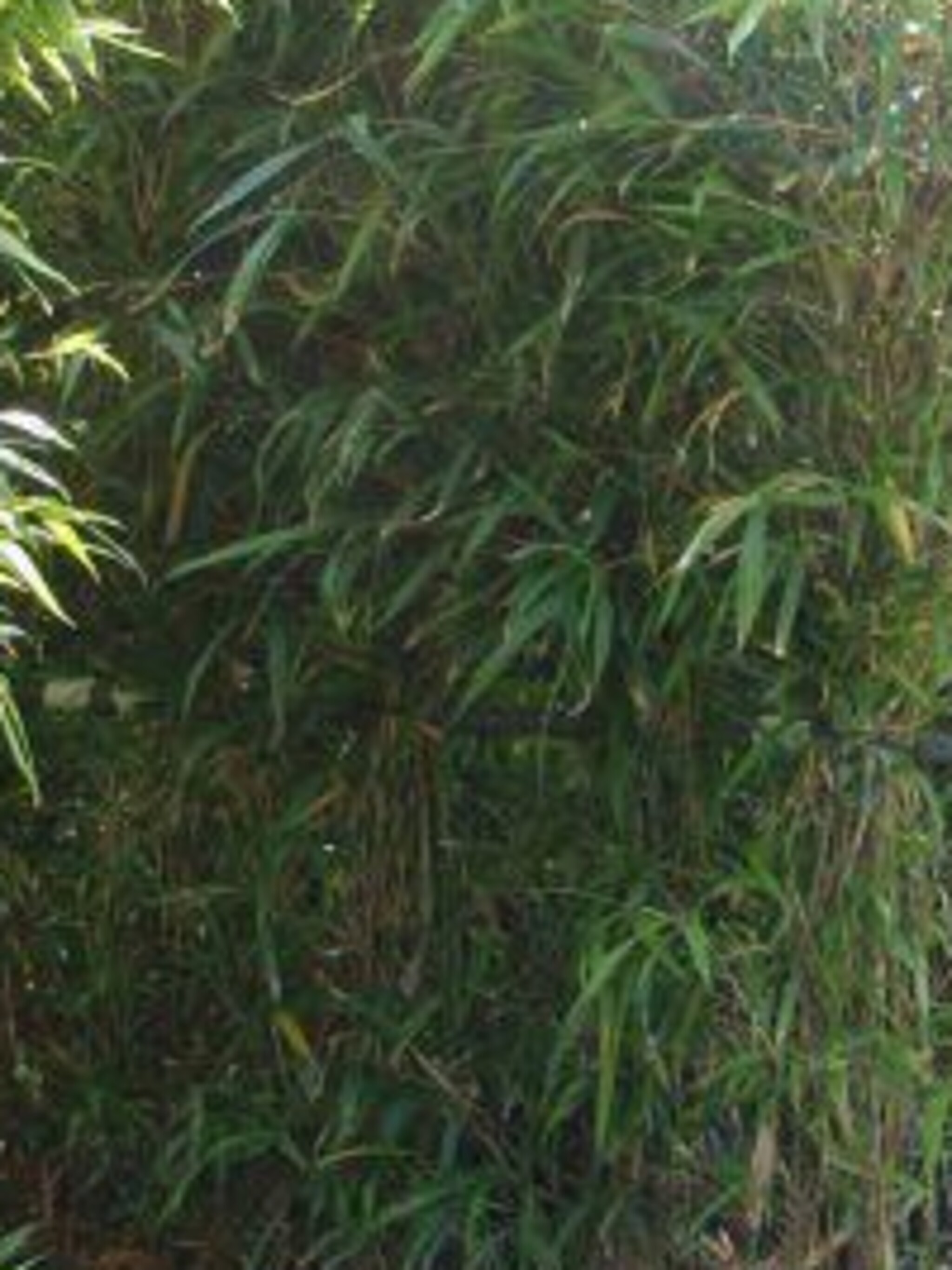 bamboe semiarundinaria