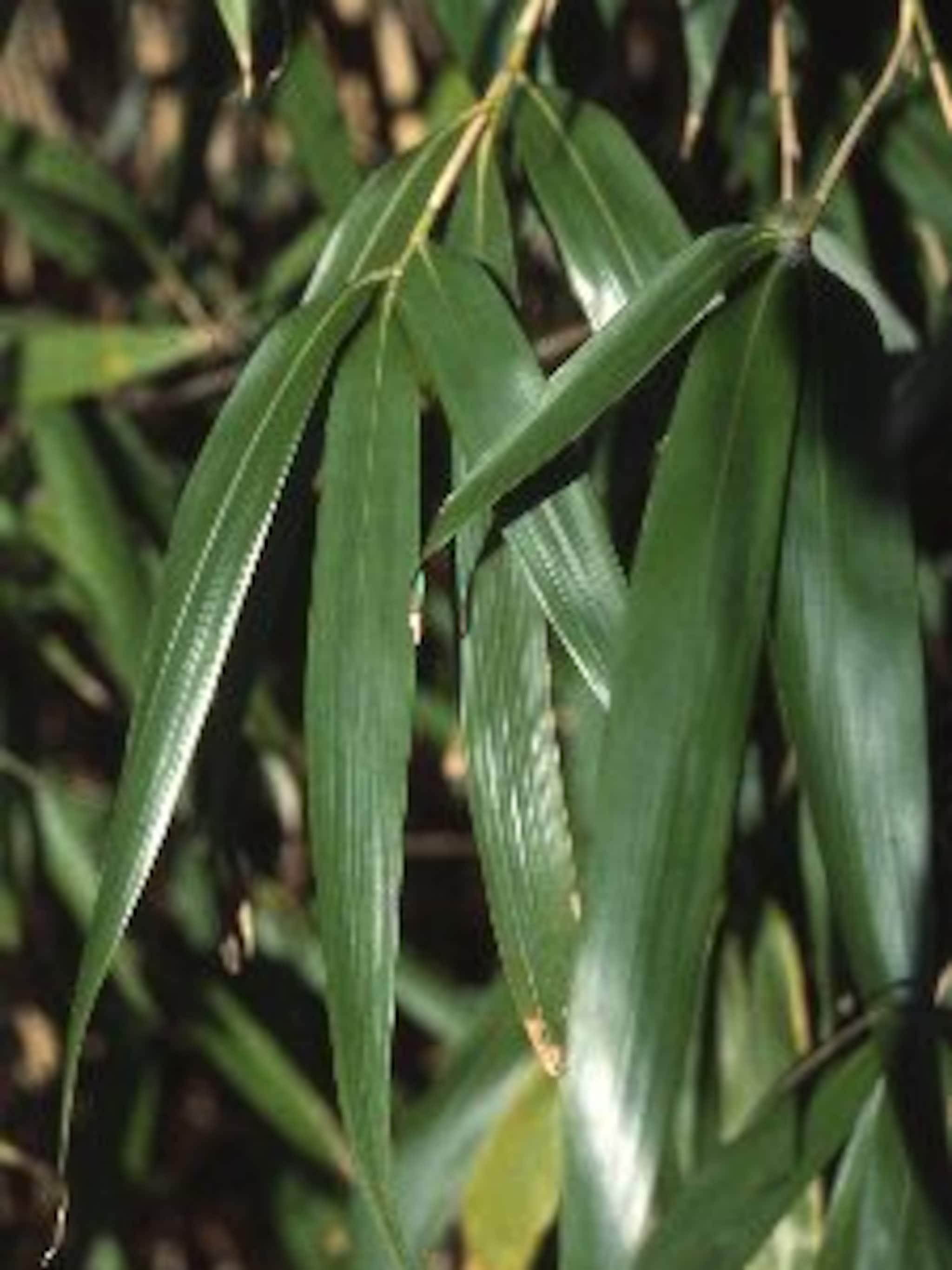 bamboe pseudosasa