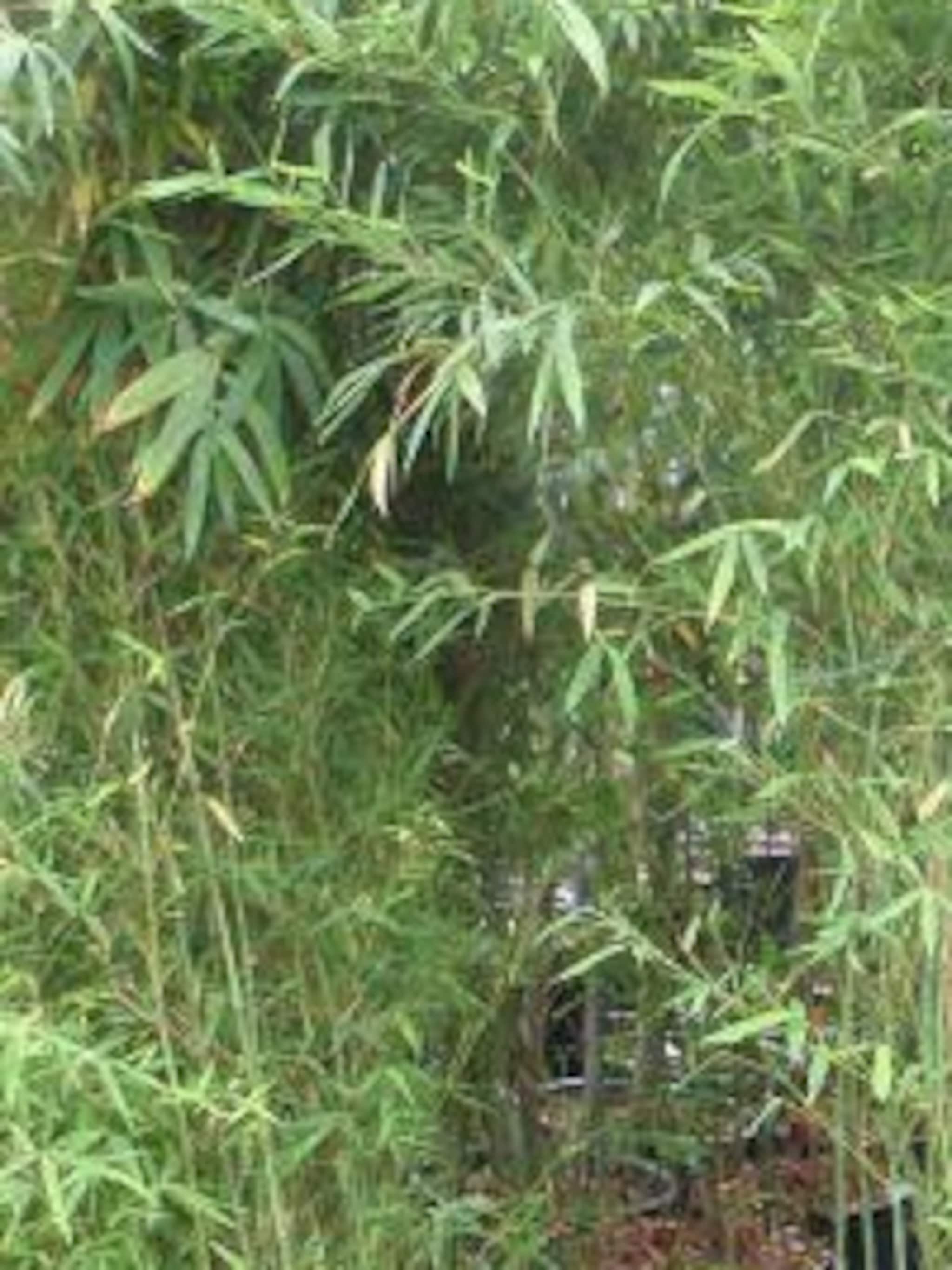 bamboe phyllostachys viridiglaucescens