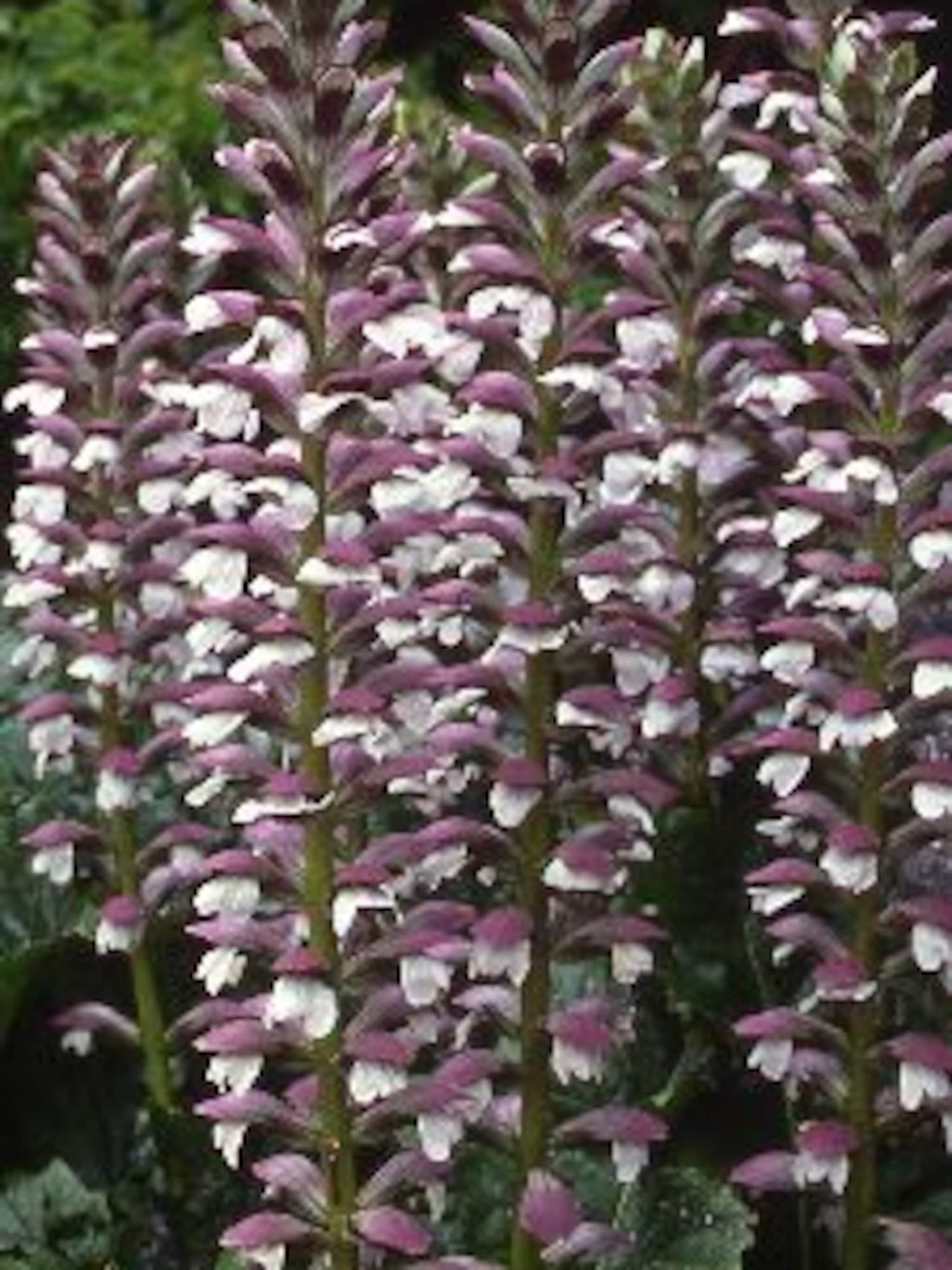 behaarde acanthus