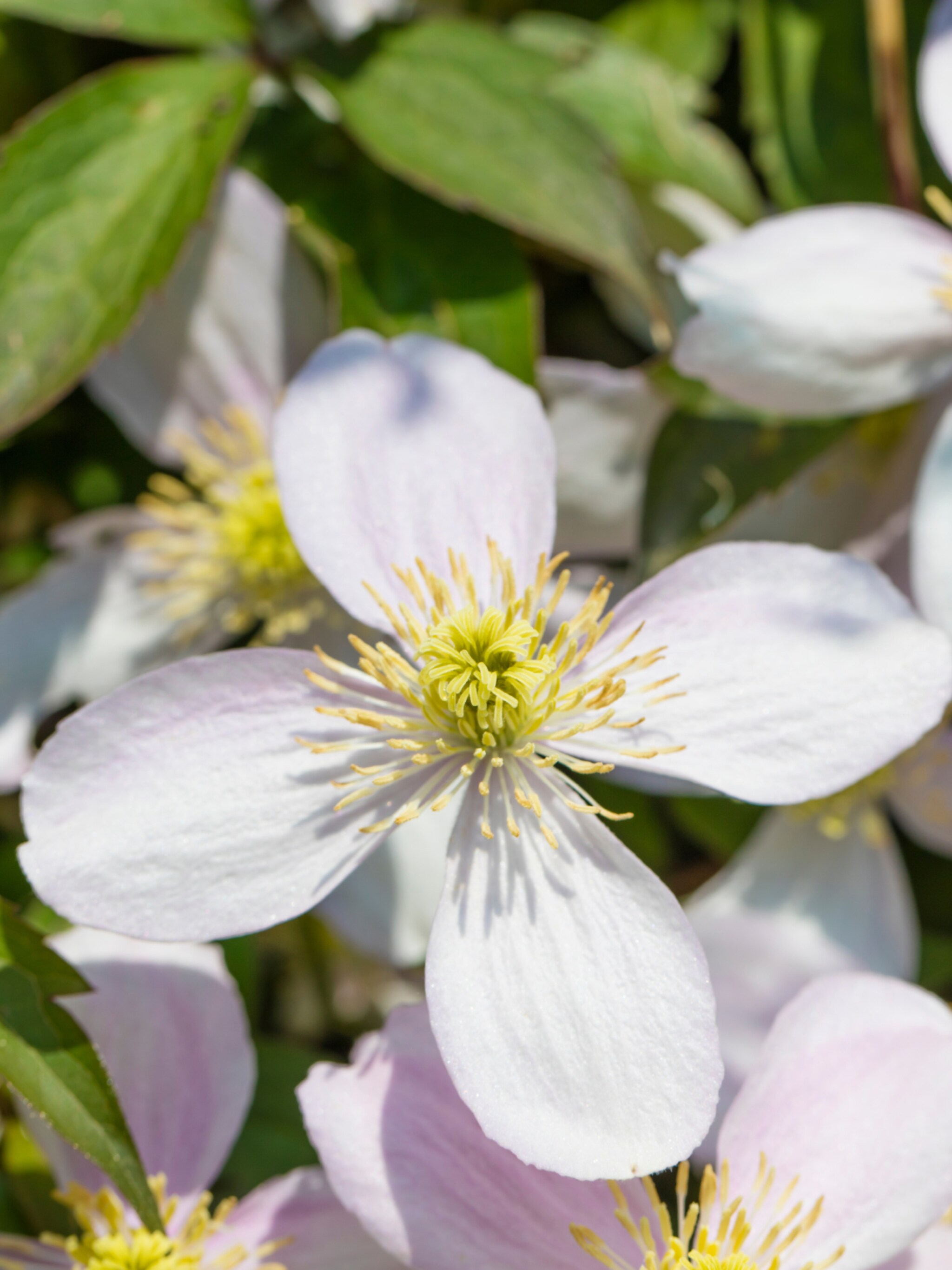 alles over clematis montana rubens