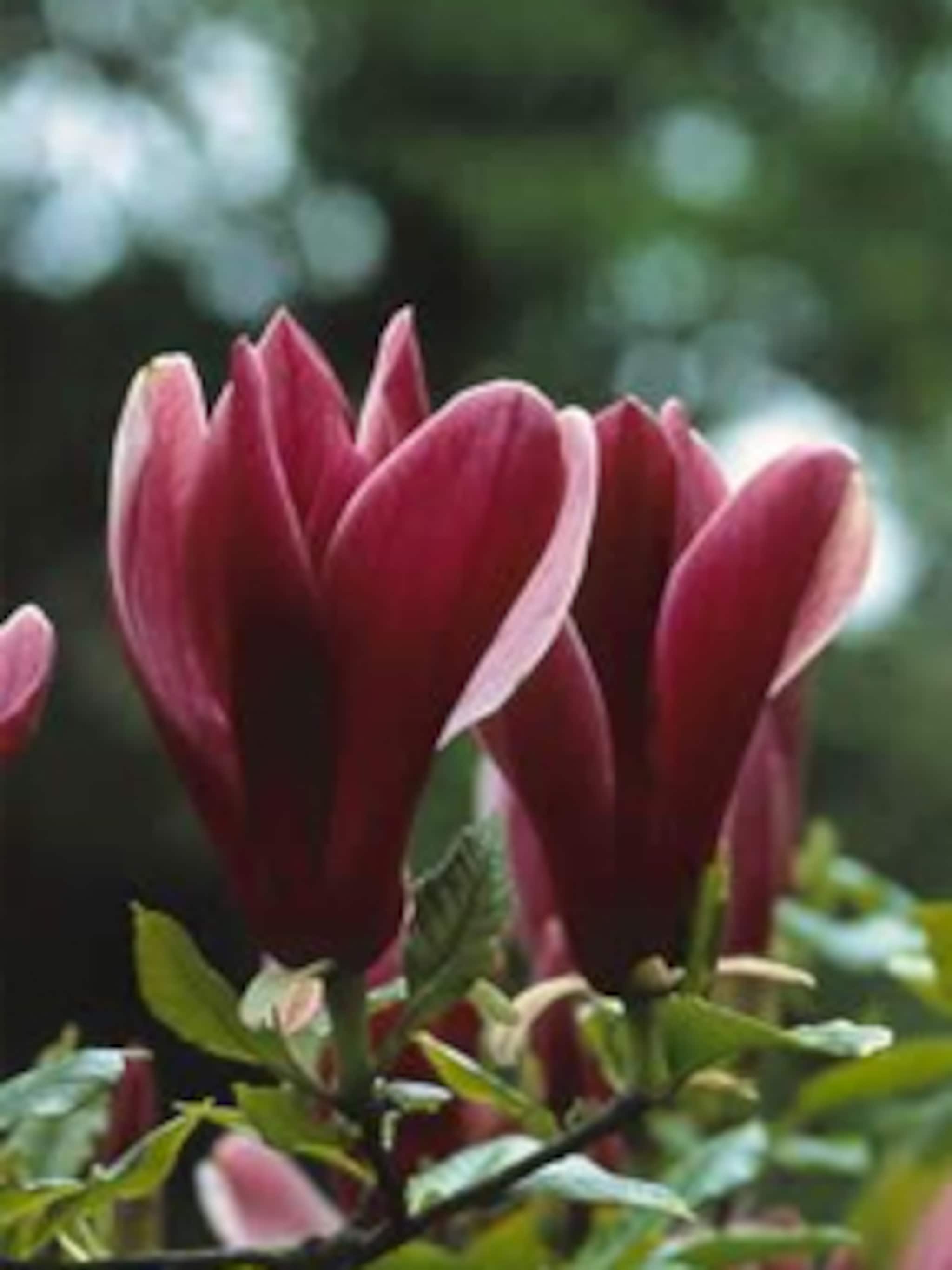 magnolia liliiflora nigra