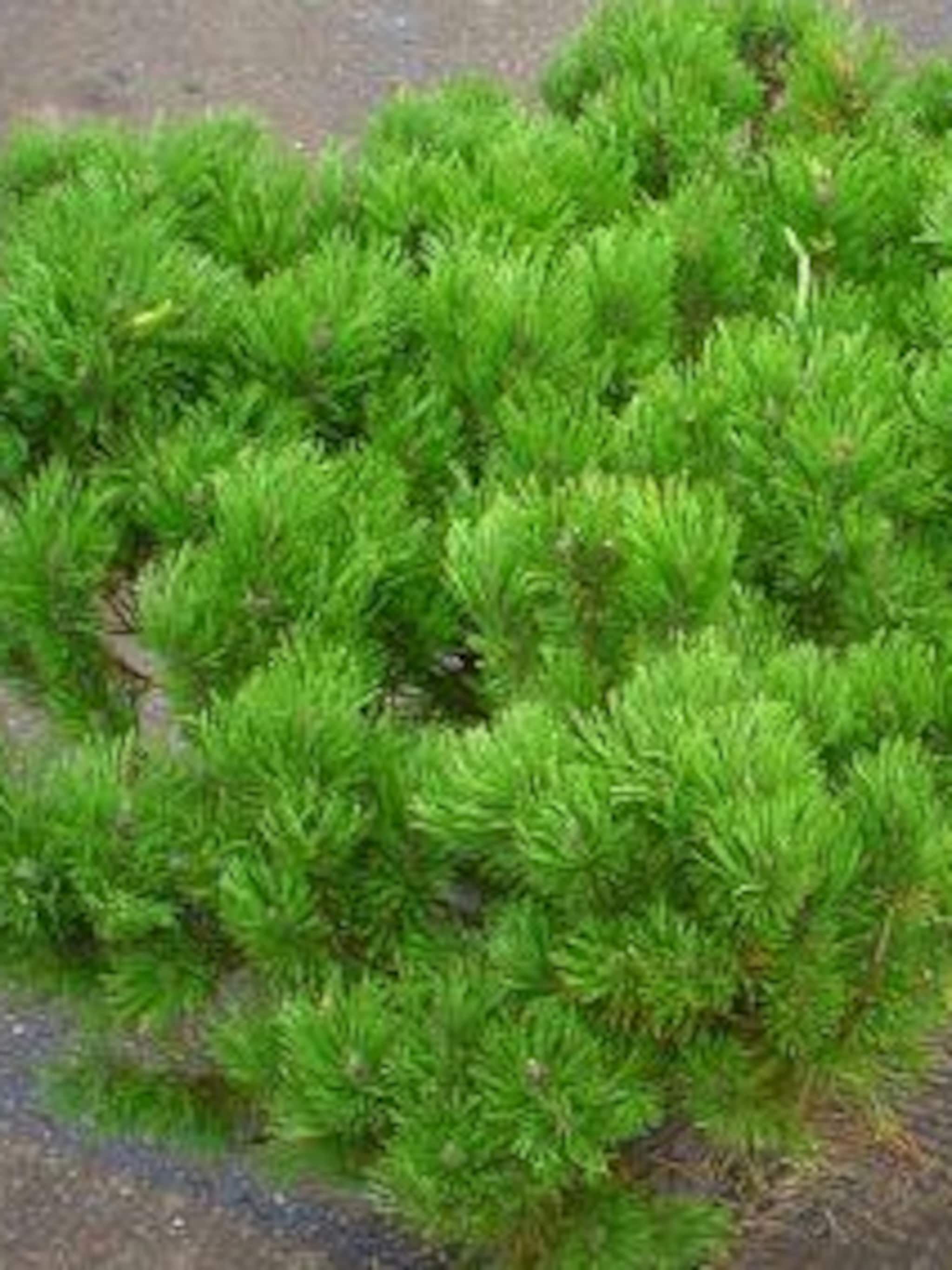 bergden pinus mugo