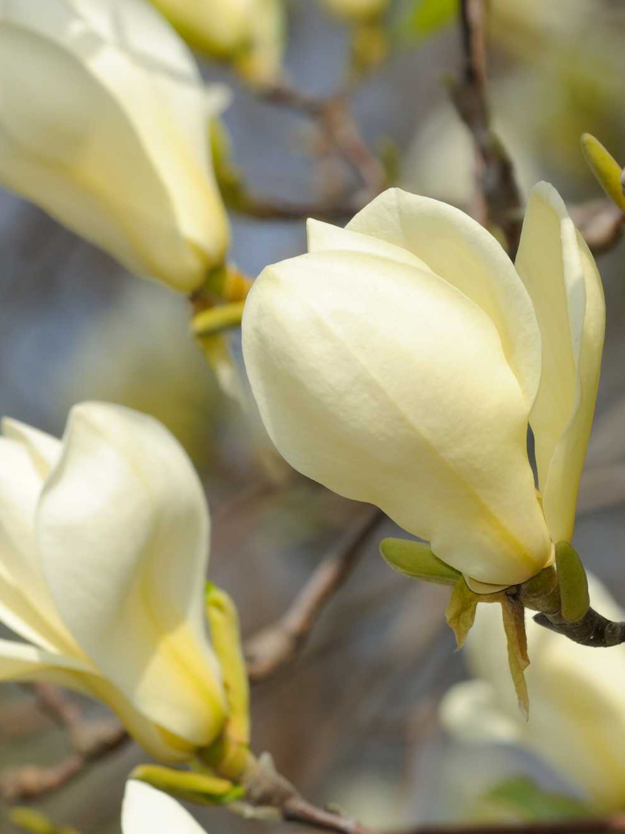 magnolia