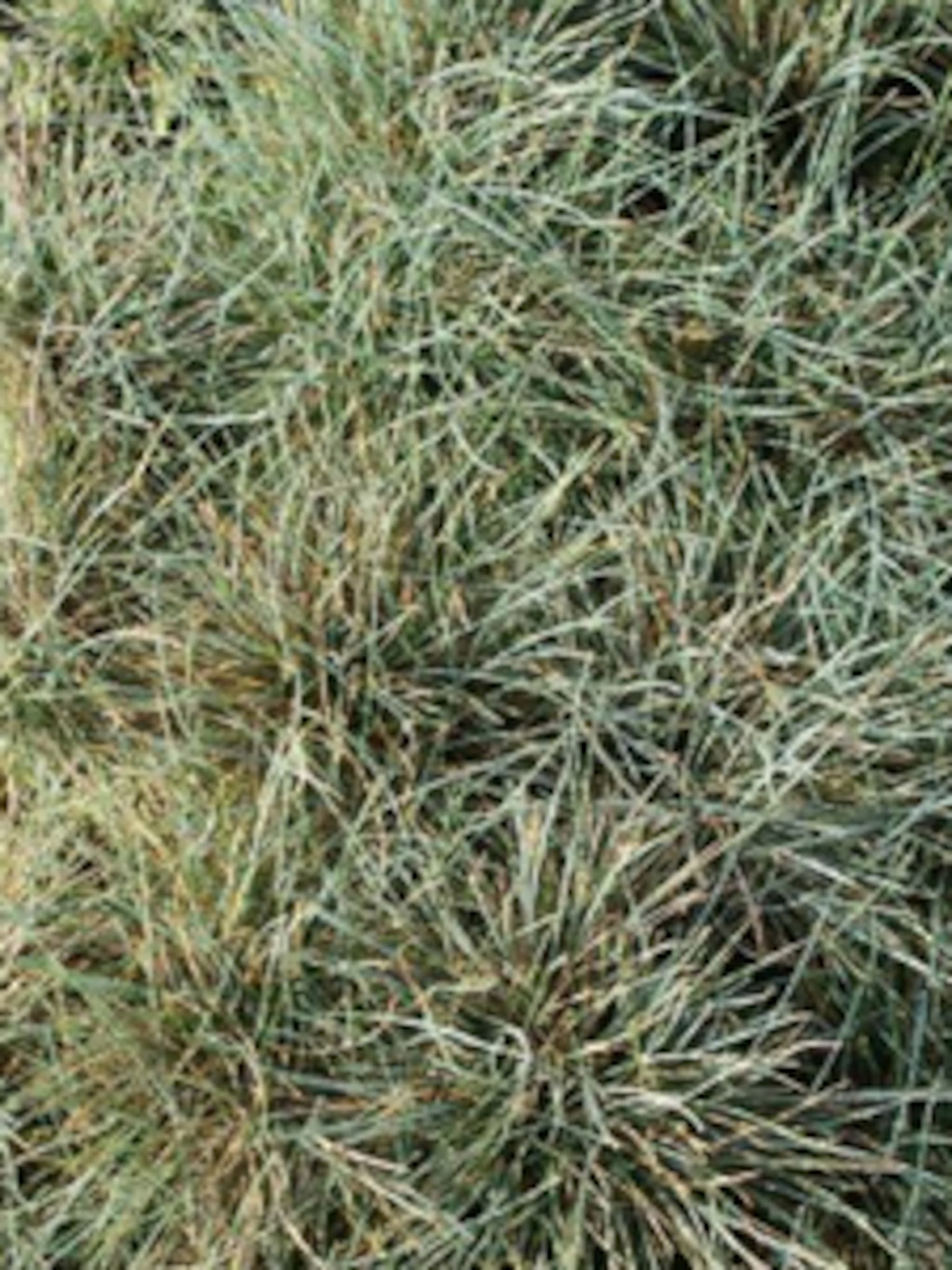 blauw schapengras