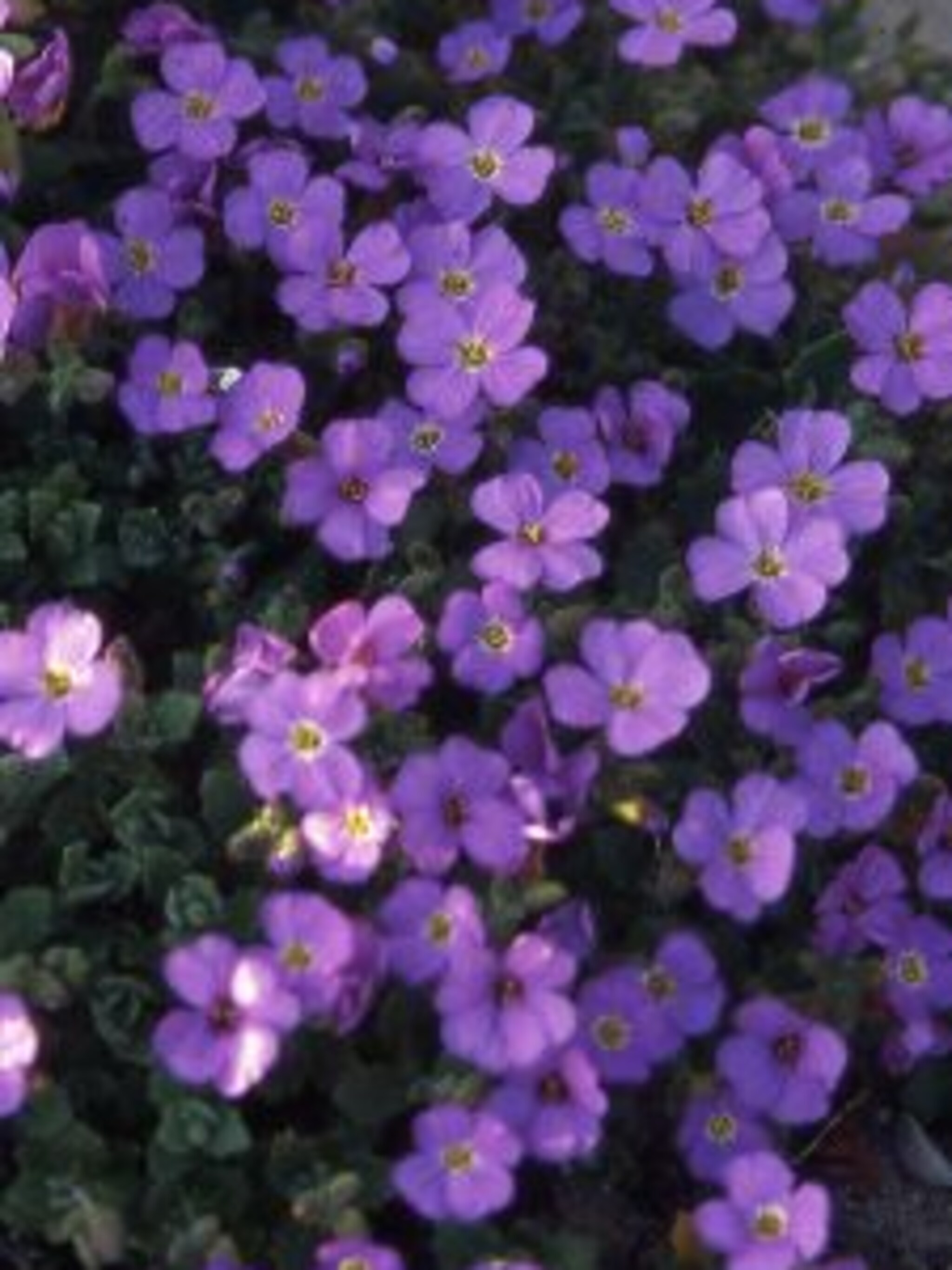 blauwkussen cascade purple