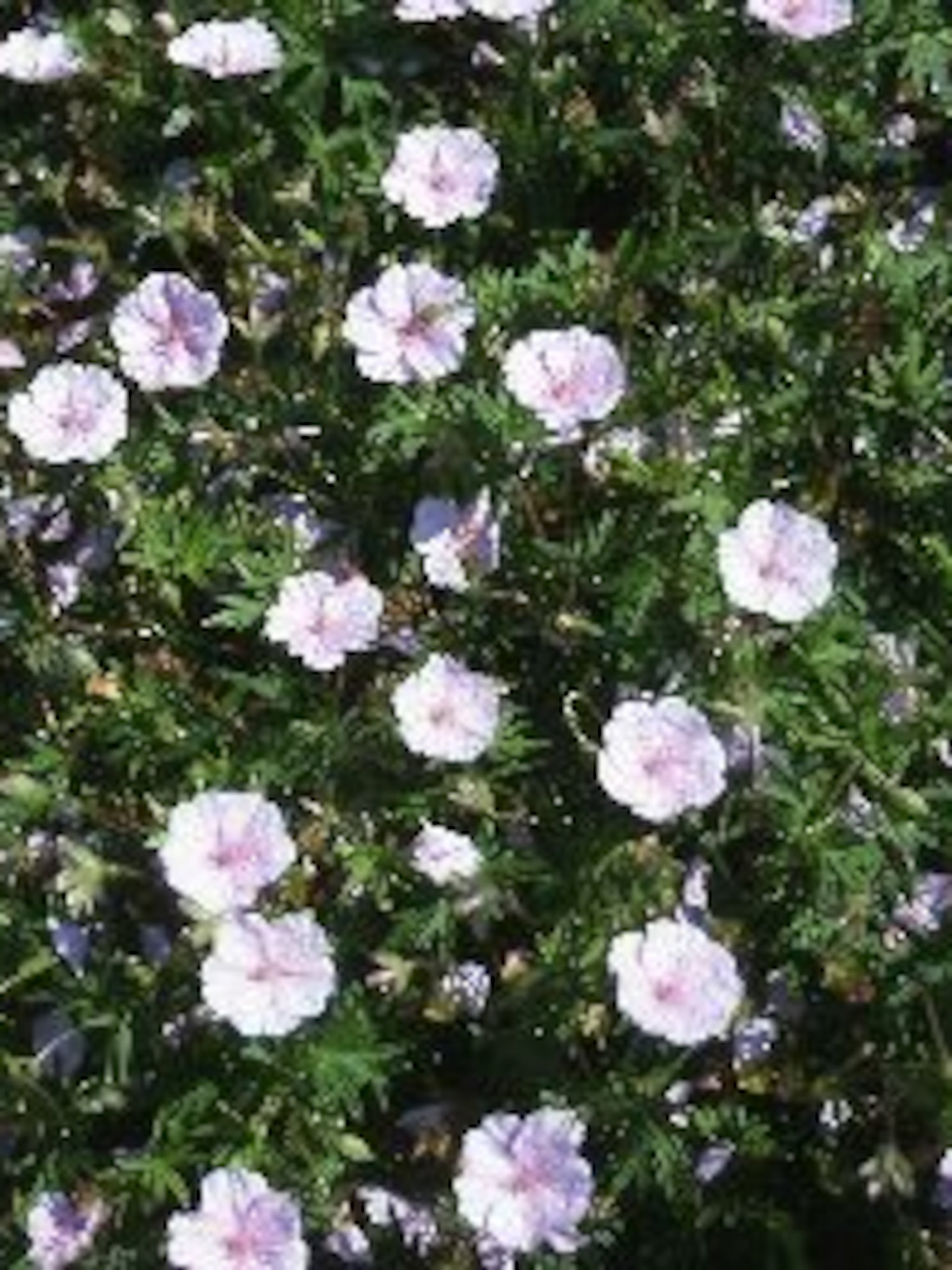 bloedrode ooievaarsbek striatum