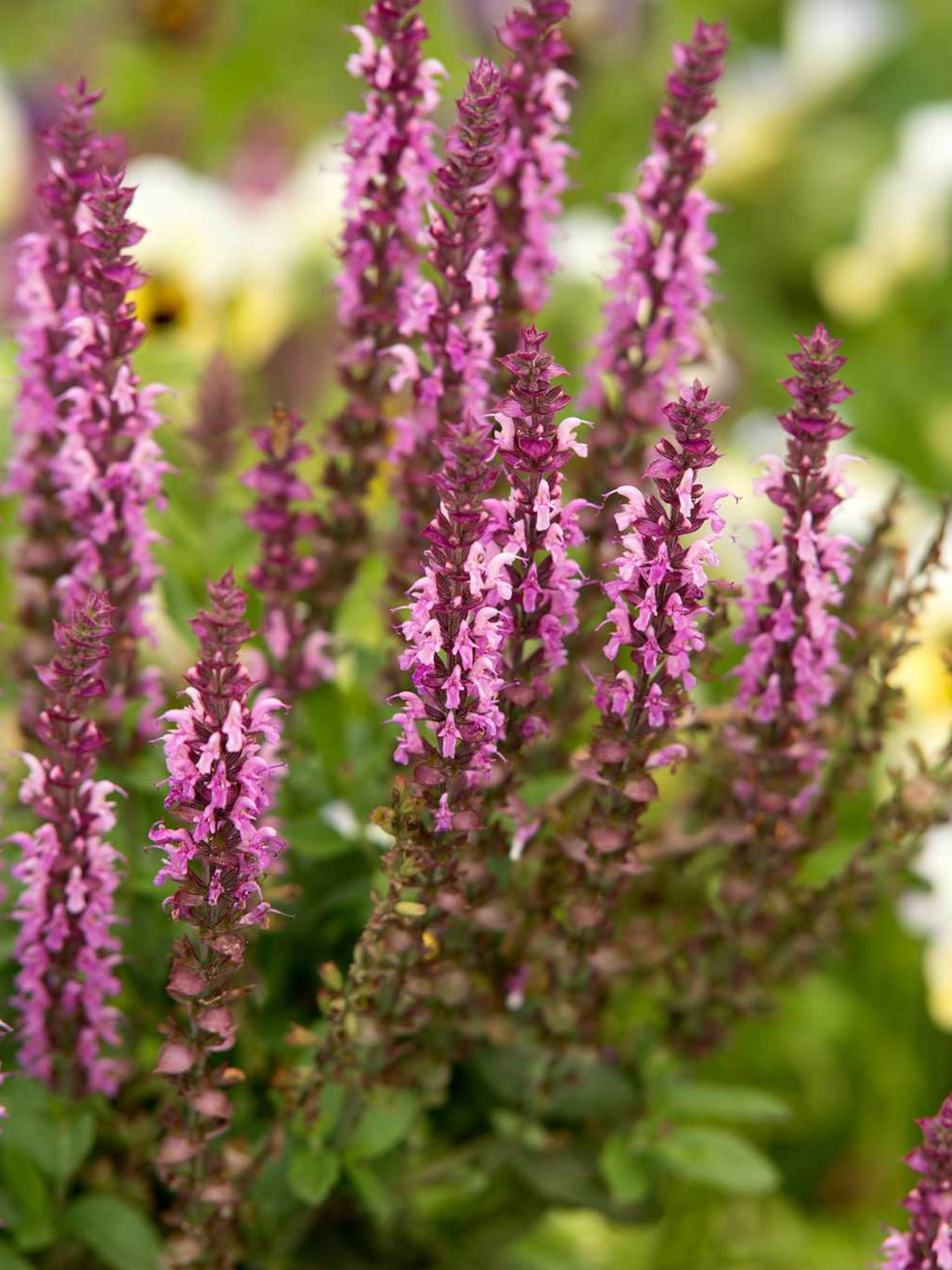 bossalie nemorosa plumosa