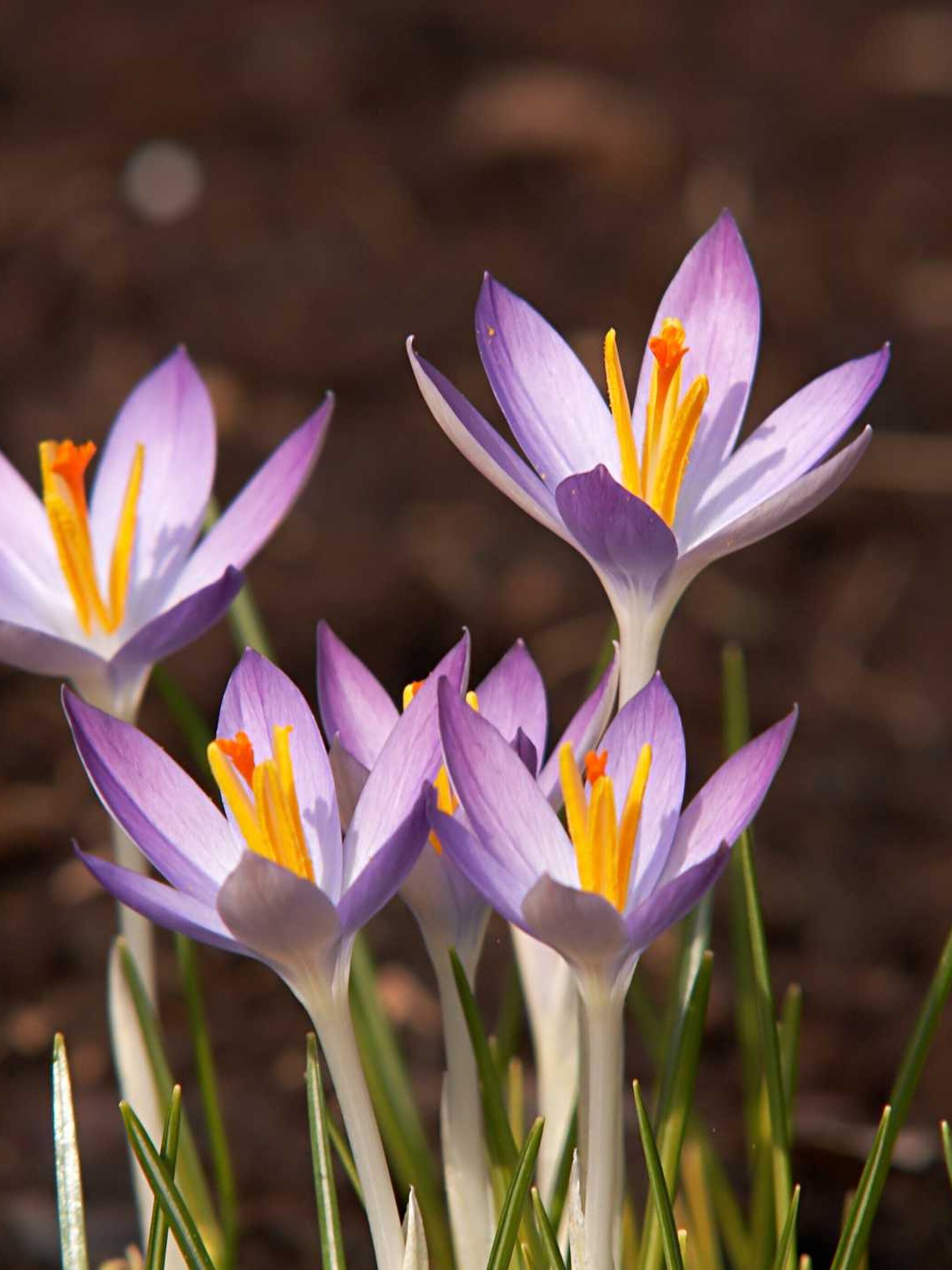 botanische krokus