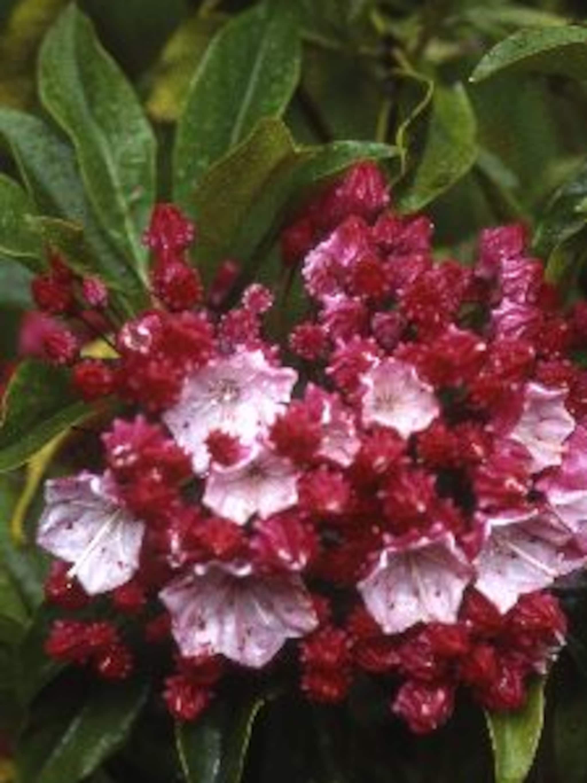 lepelboom