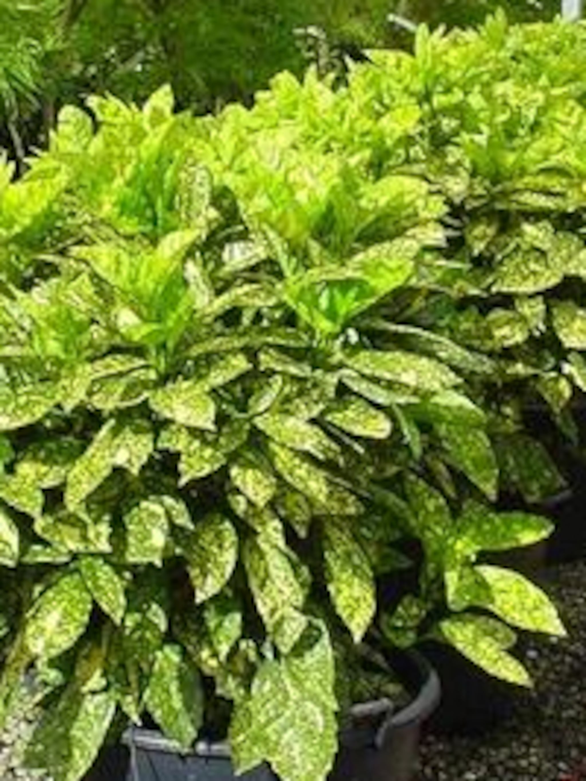 broodboom variegata