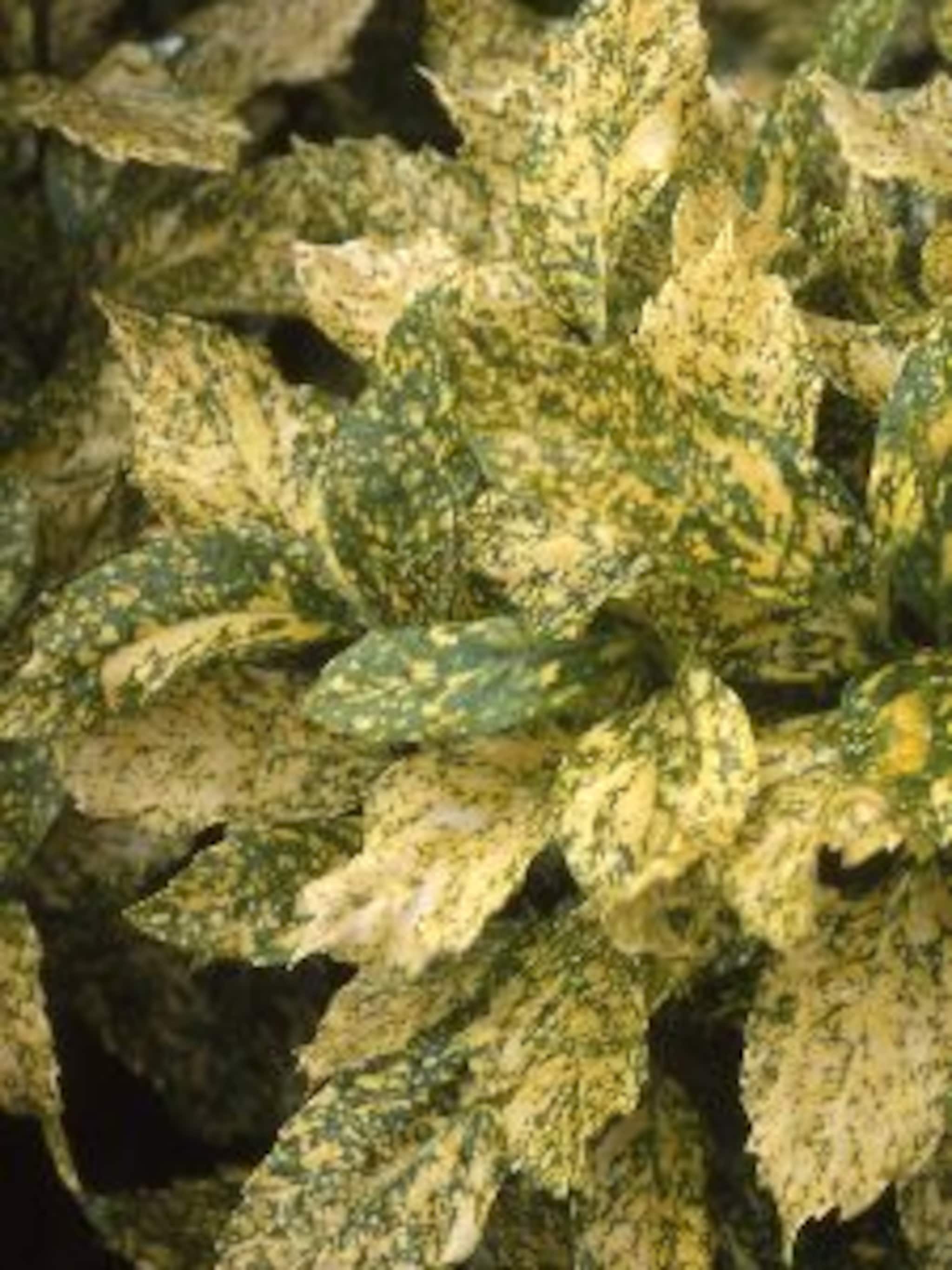 broodboom crotonifolia