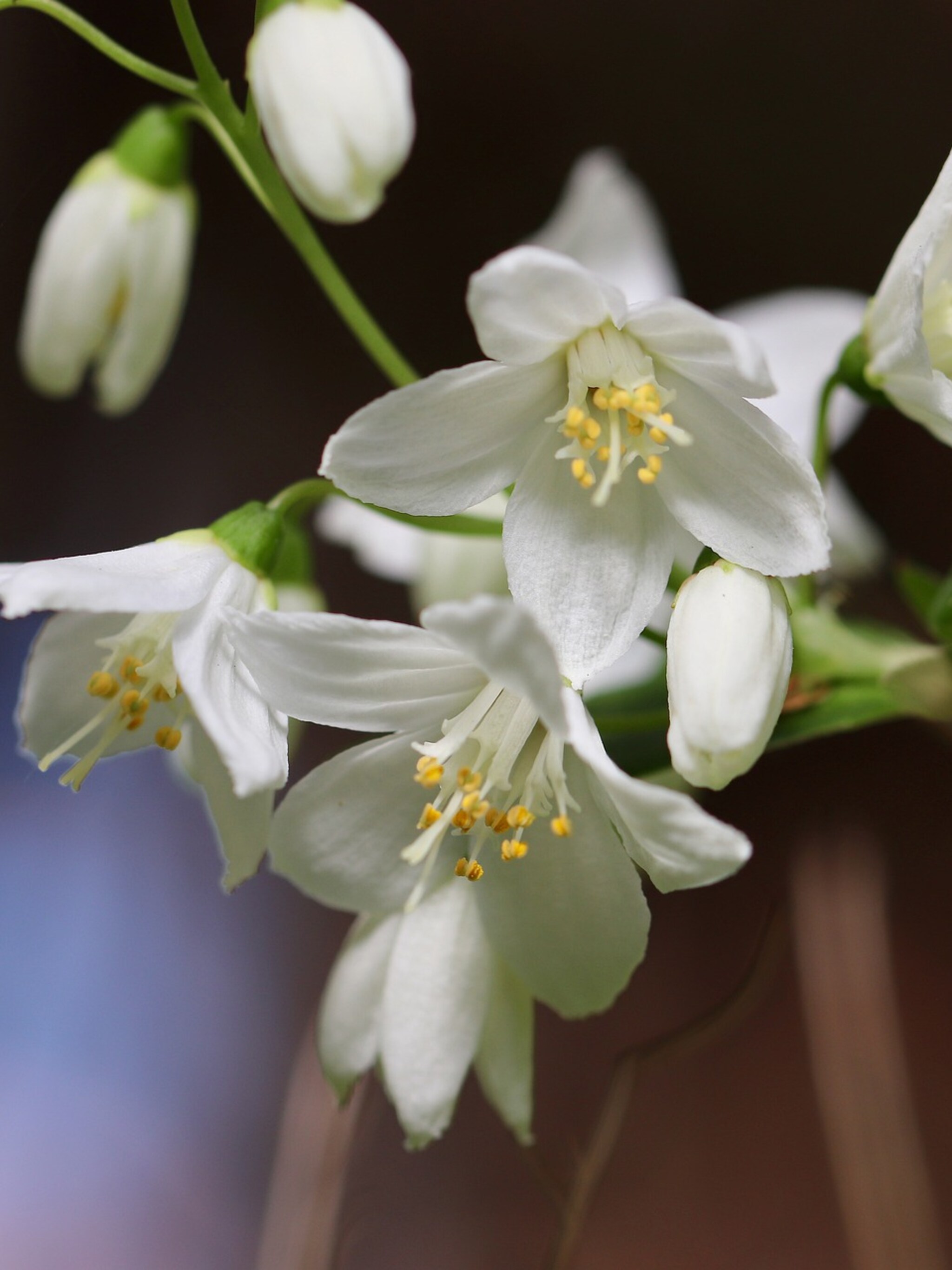 alles over de bruidsbloem