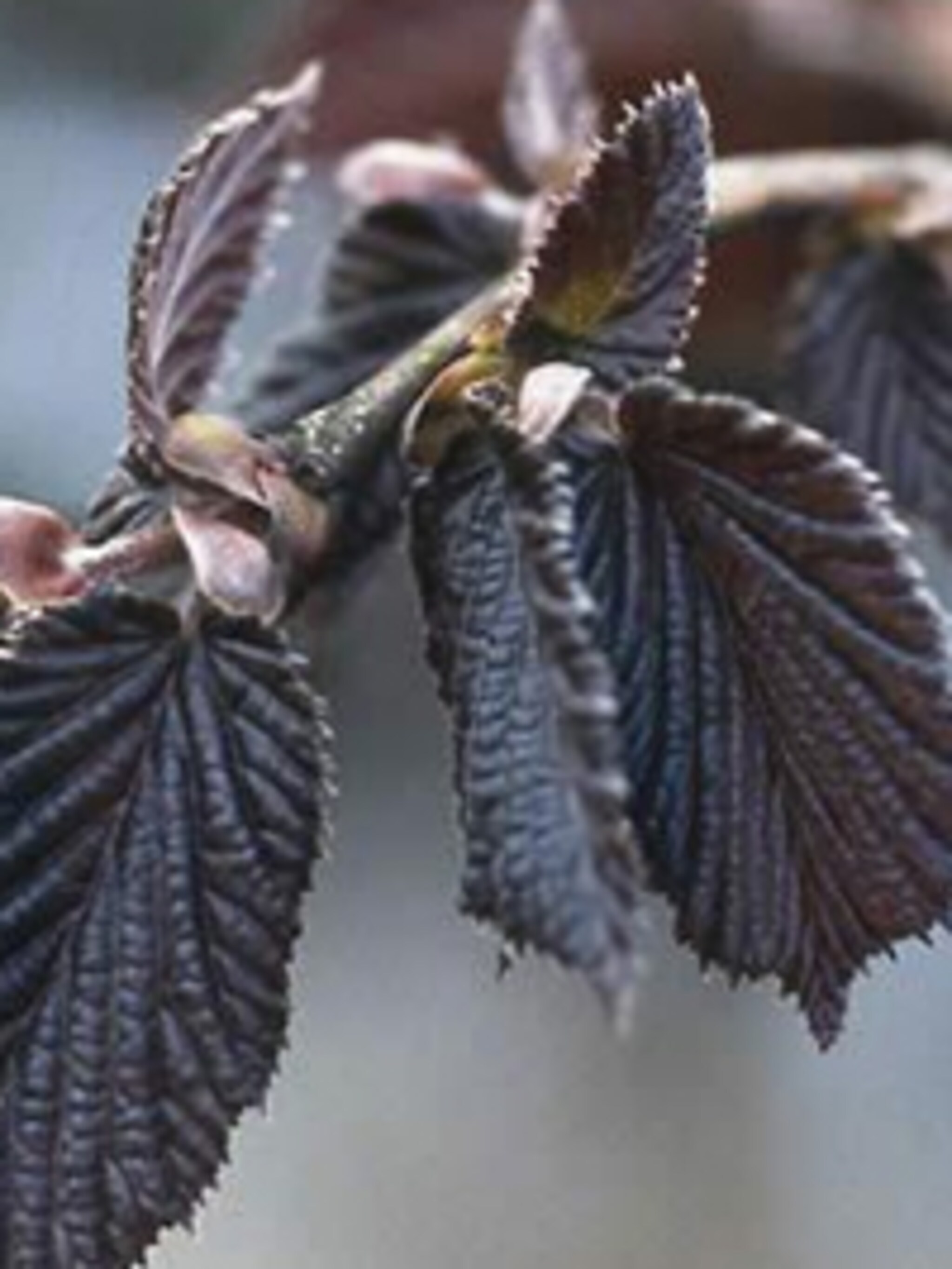 hazelaar purpurea
