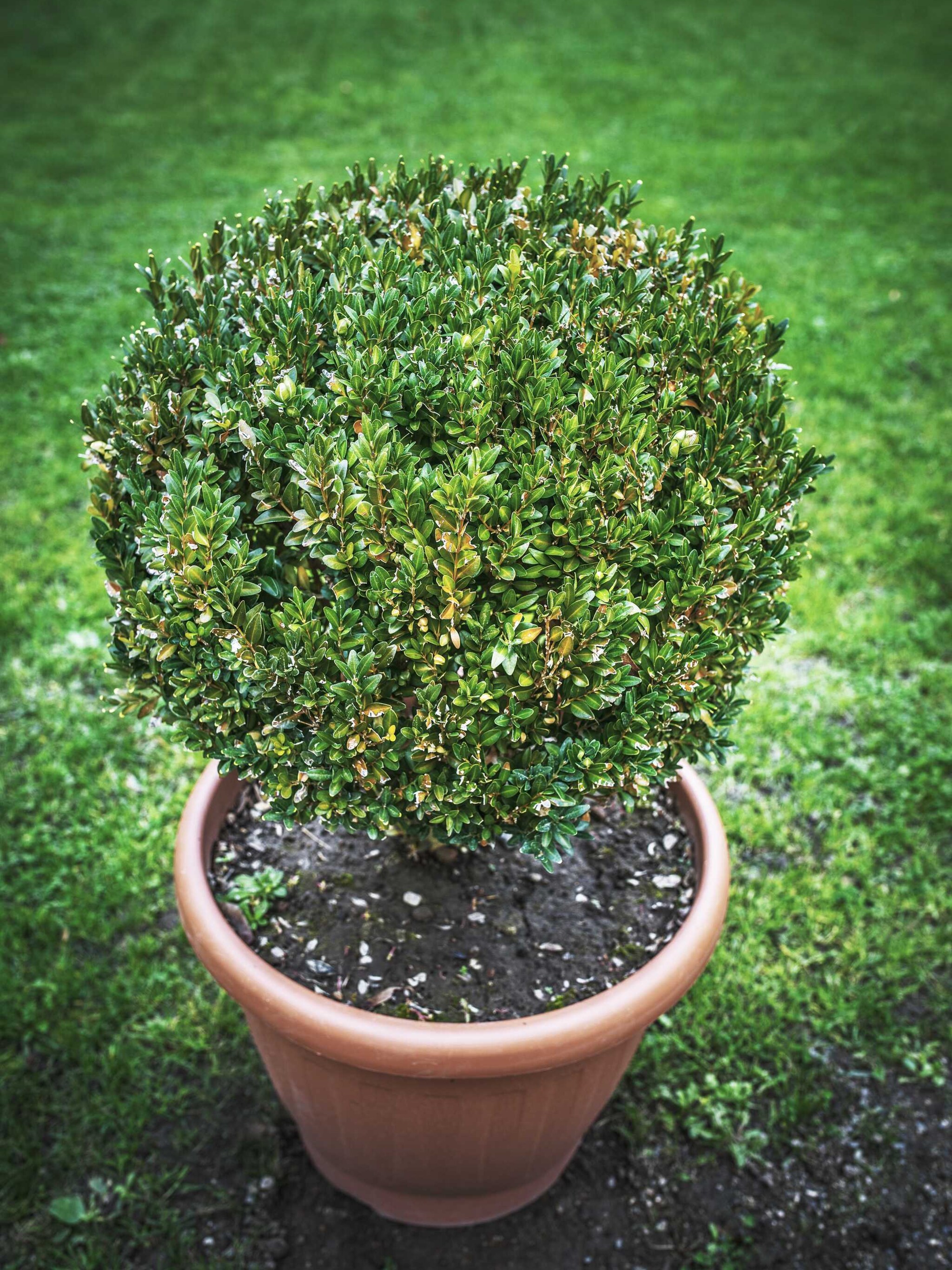 buxus microphylla