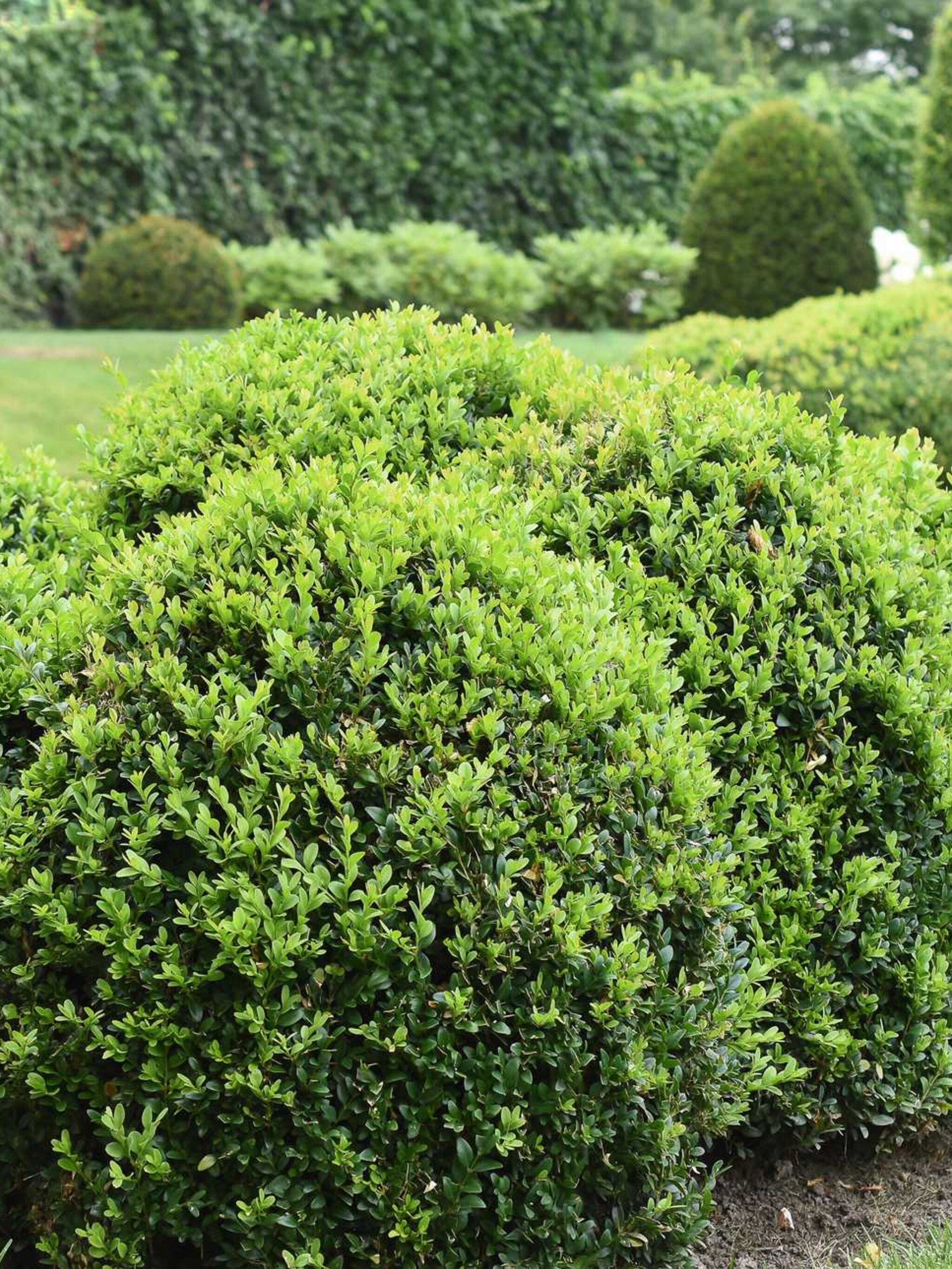 buxus elegans