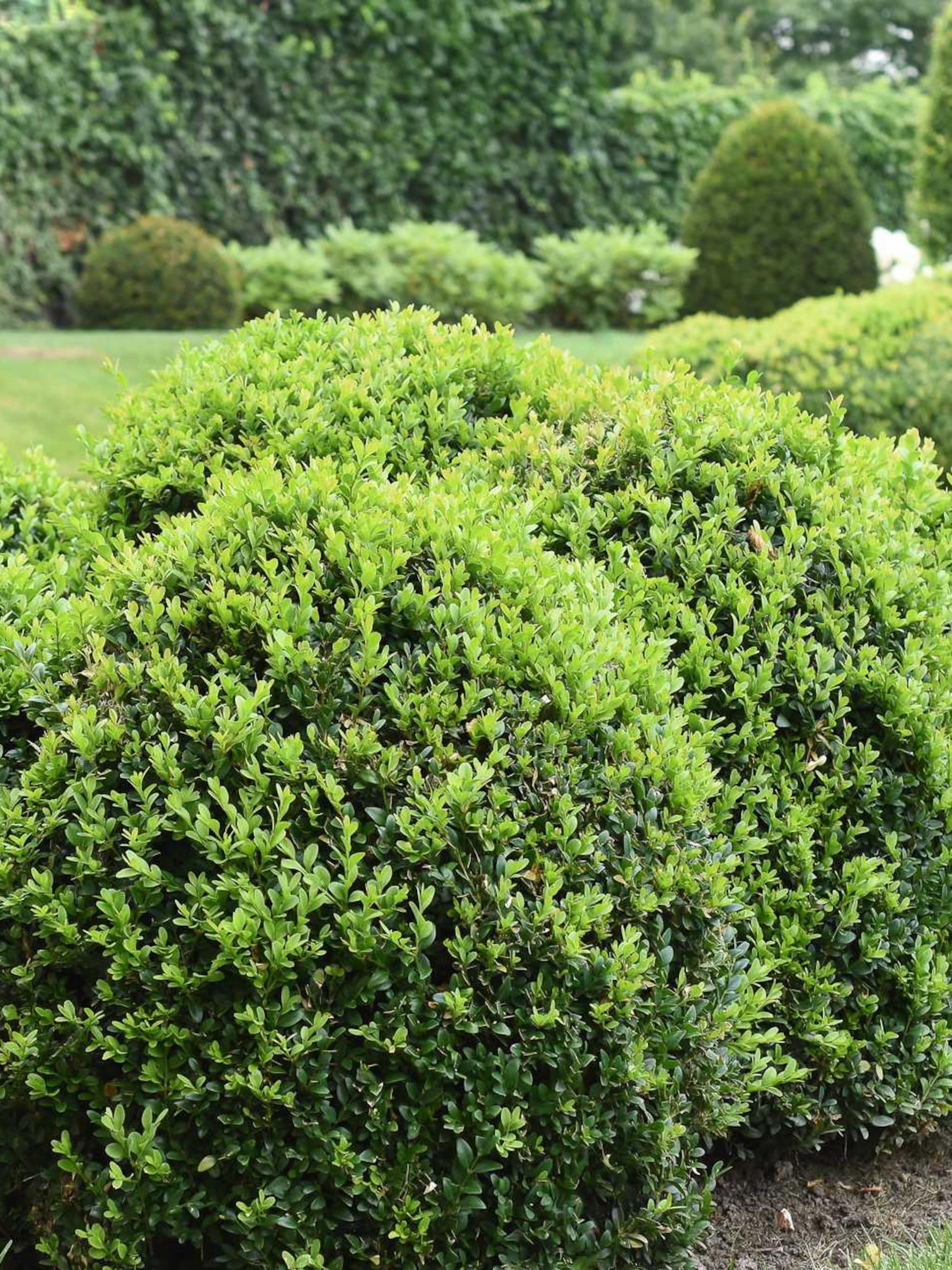 buxus handsworthiensis