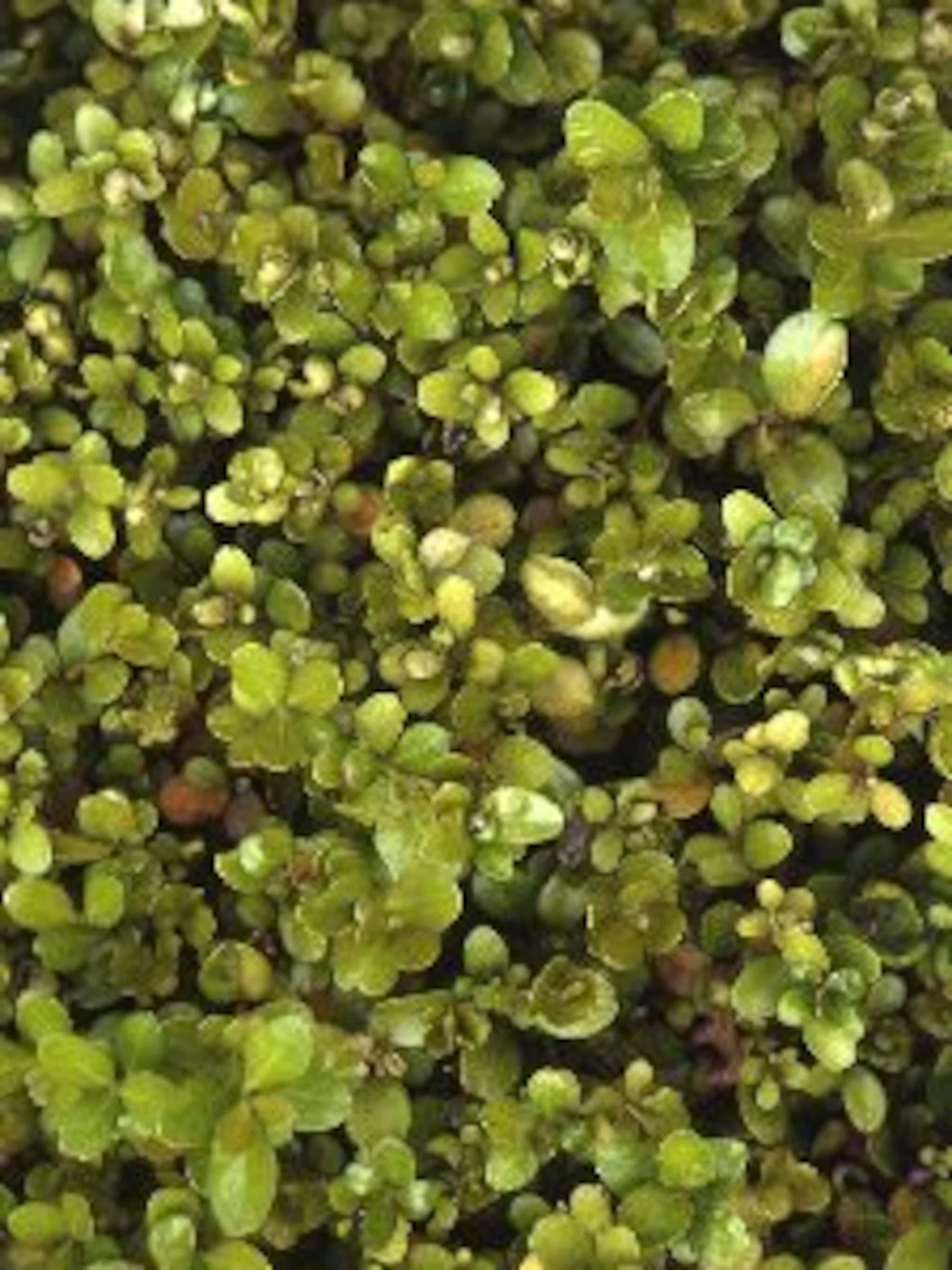 buxus rotundifolia
