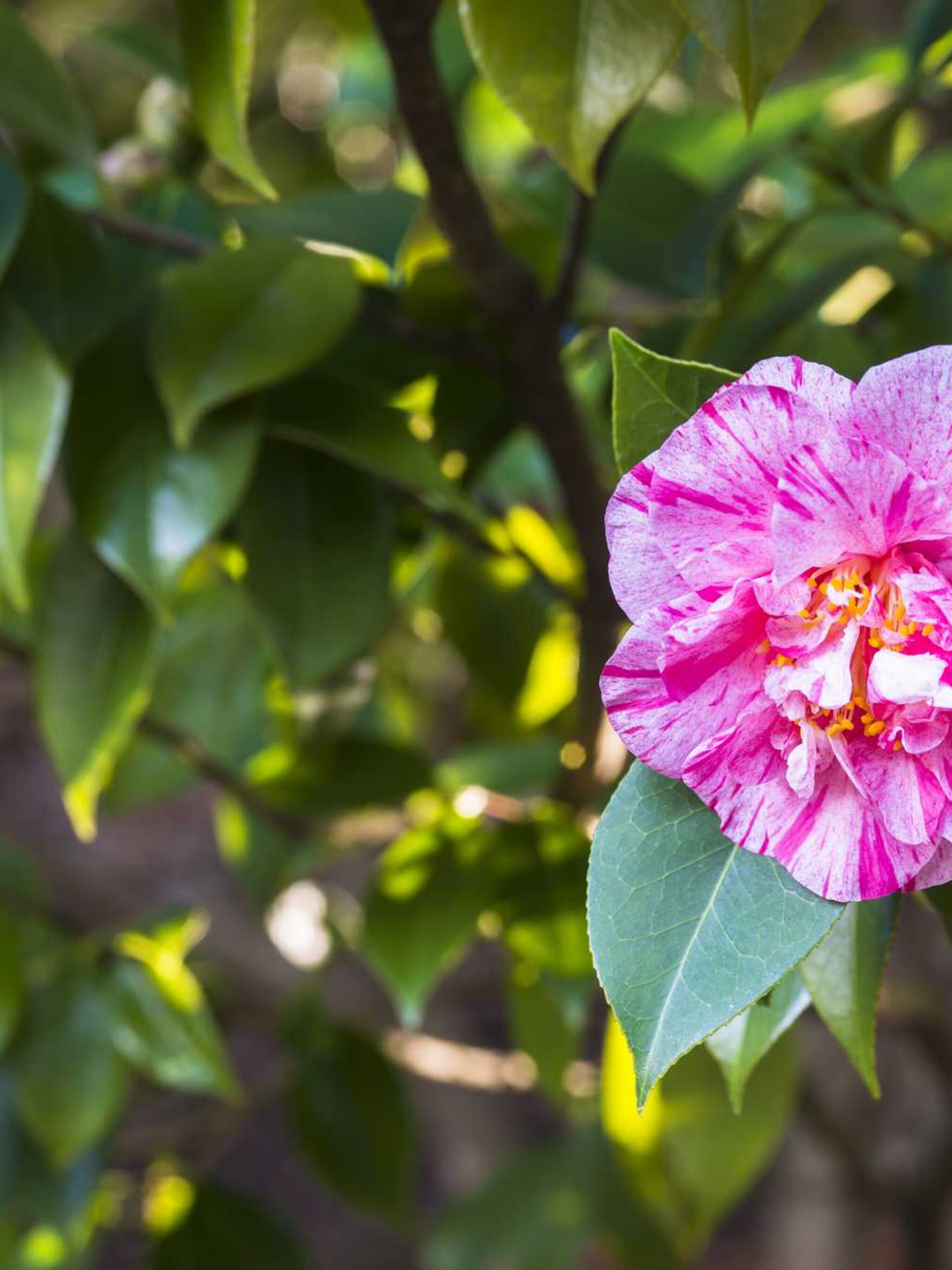 alles over de camellia guilio nuccio