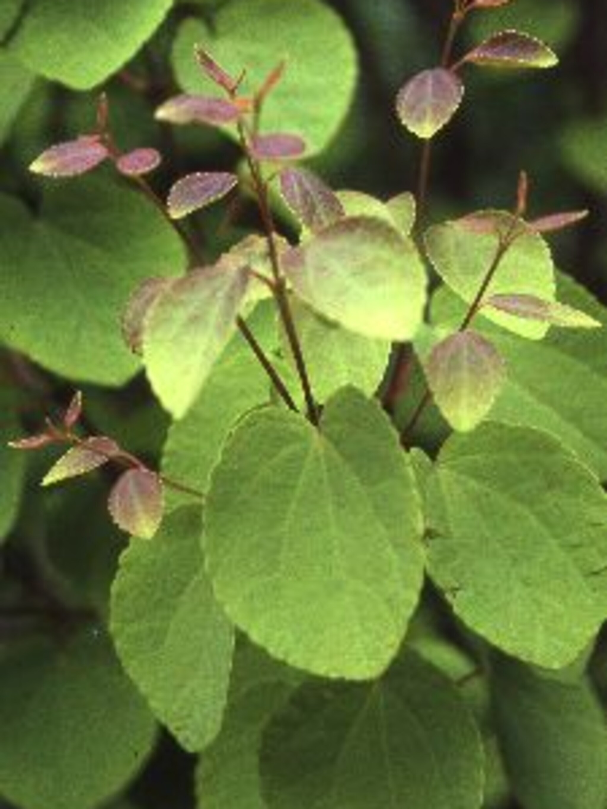 cercidiphyllum