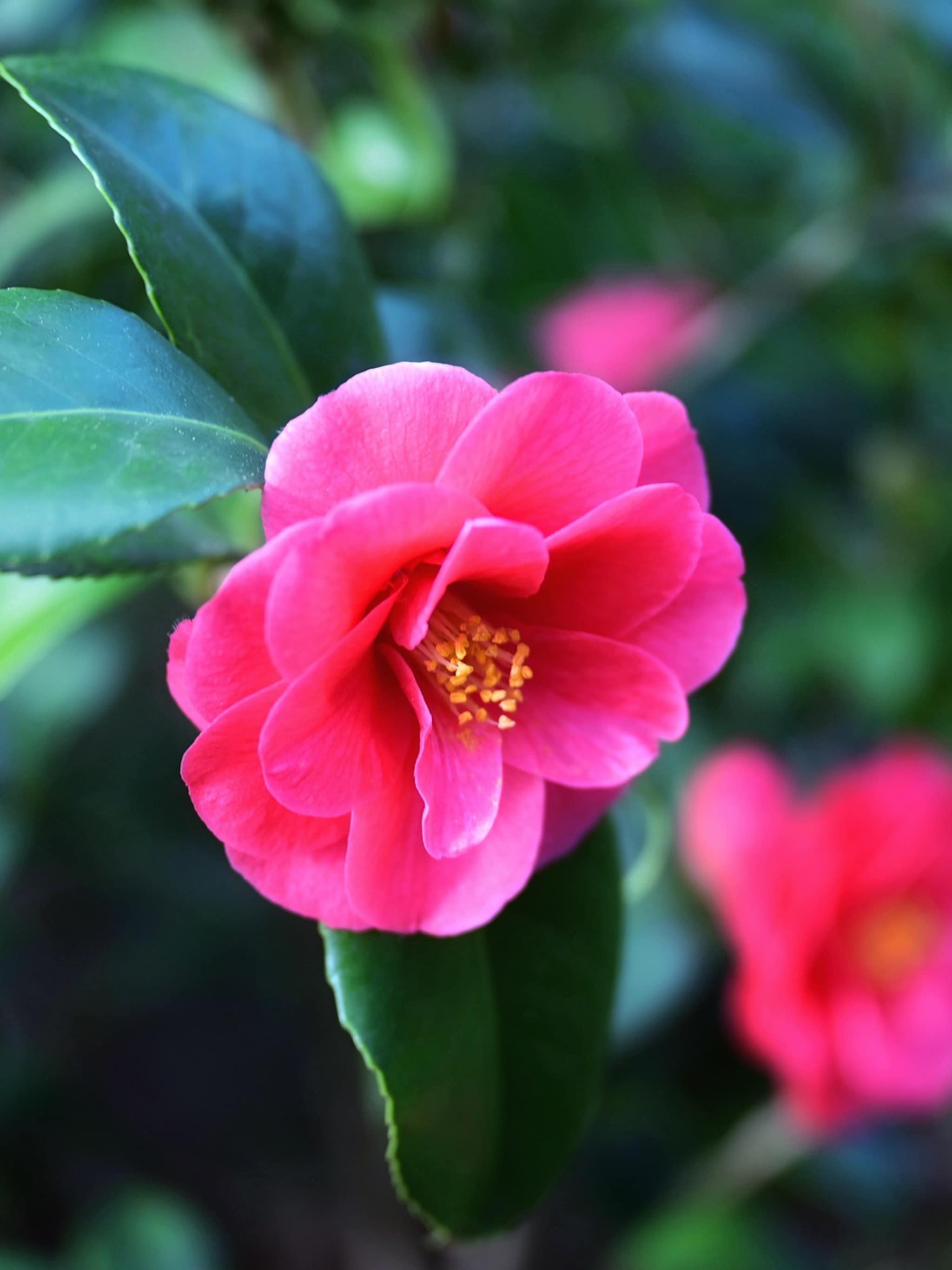 alles over de camelia