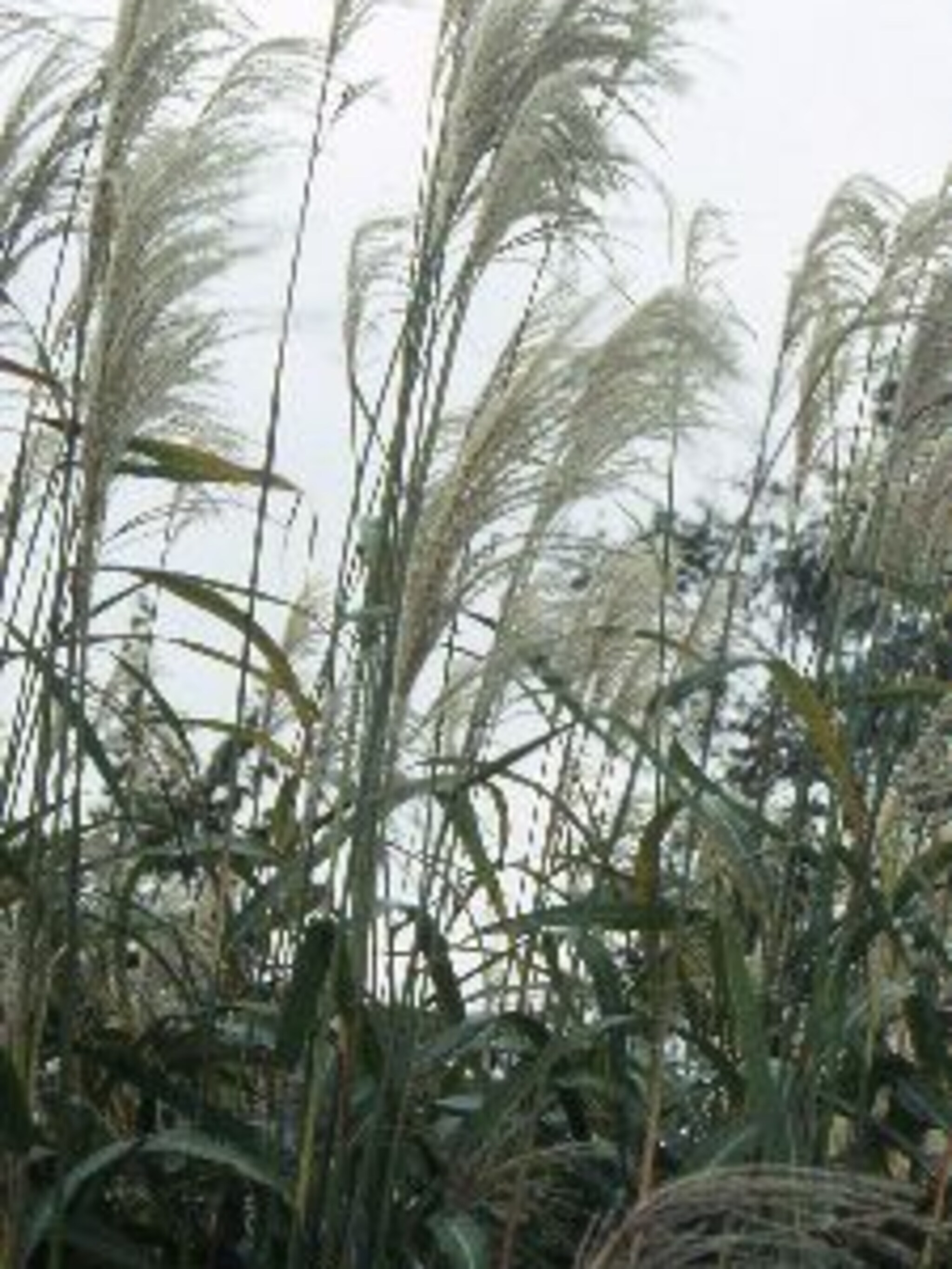 prachtriet sinensis